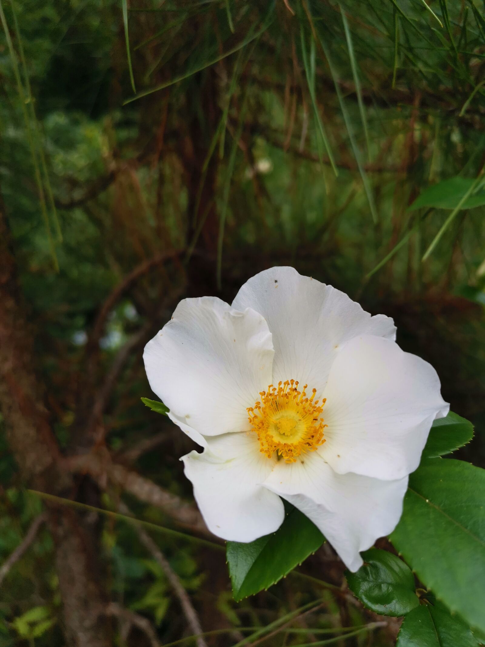 HUAWEI Mate 20 Pro sample photo. Flowers, grassland, white photography