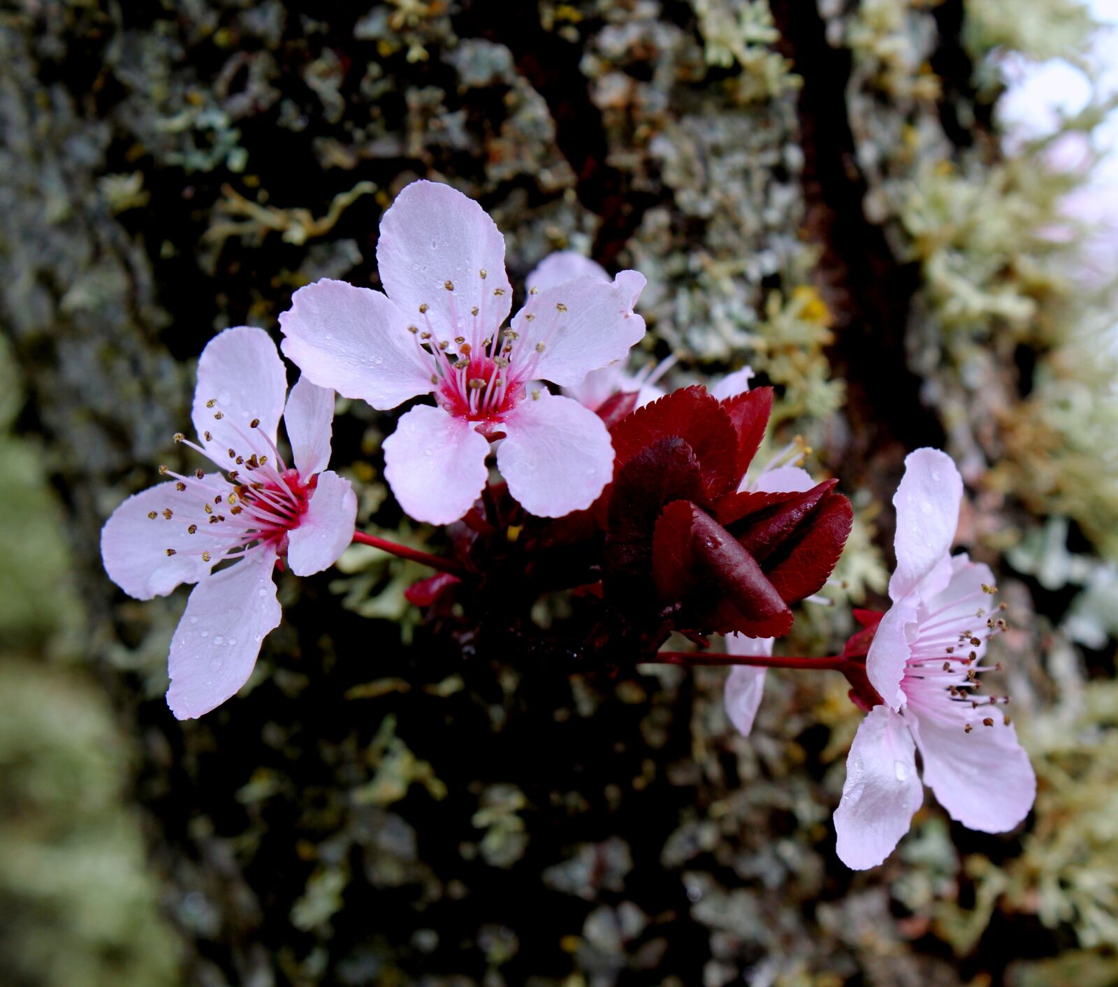 Canon EOS 550D (EOS Rebel T2i / EOS Kiss X4) sample photo. Cherry, flower, branch photography