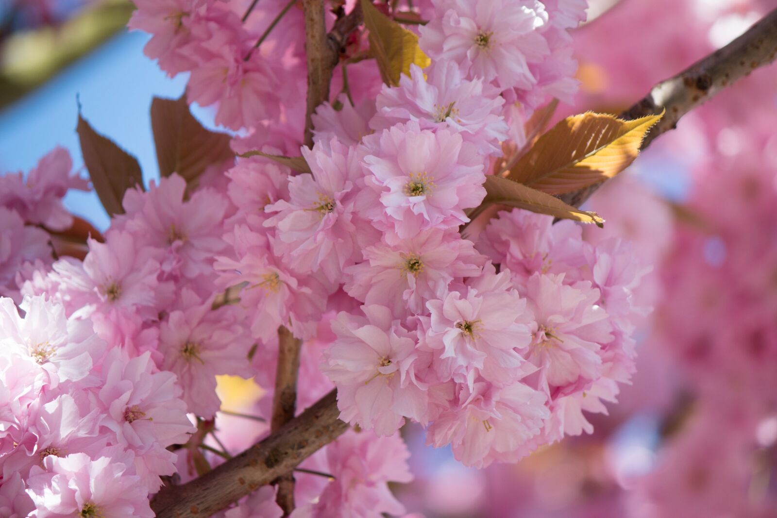 Canon EF-S 55-250mm F4-5.6 IS II sample photo. Japanese flowering cherry, prunus photography