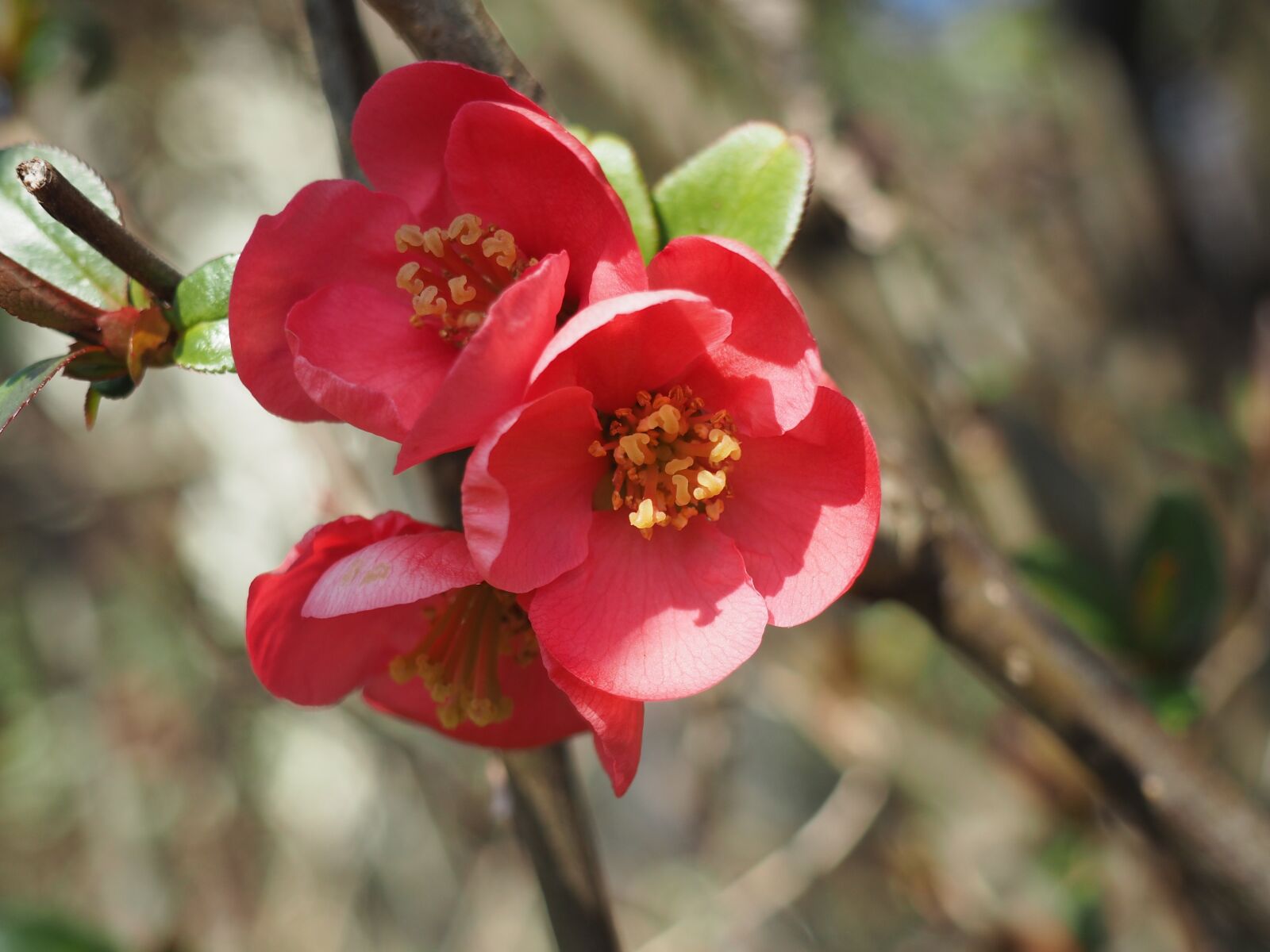 Olympus OM-D E-M10 sample photo. Flower, spring, nature photography