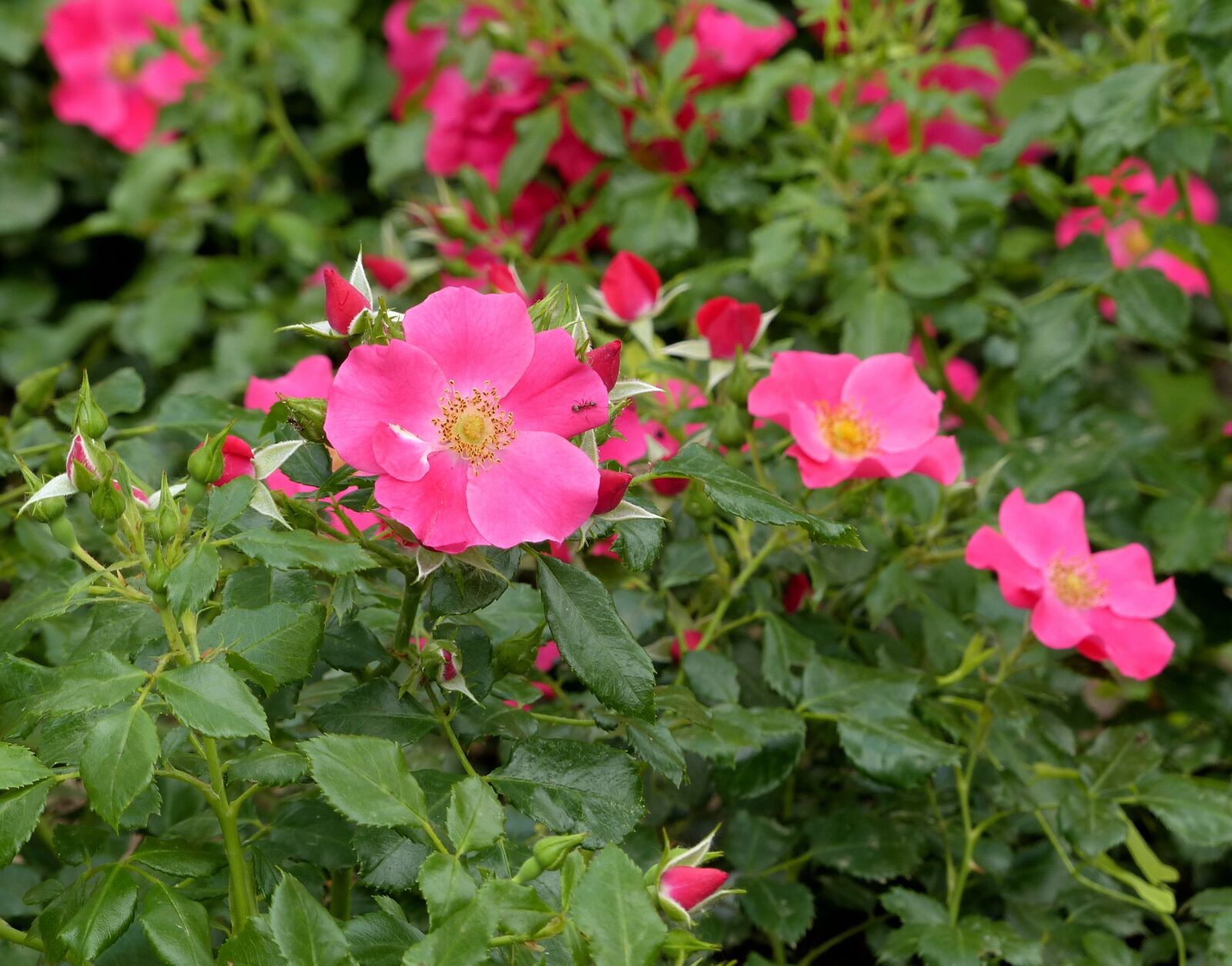 Panasonic Lumix DMC-FZ200 sample photo. Rose, pink, pink roses photography