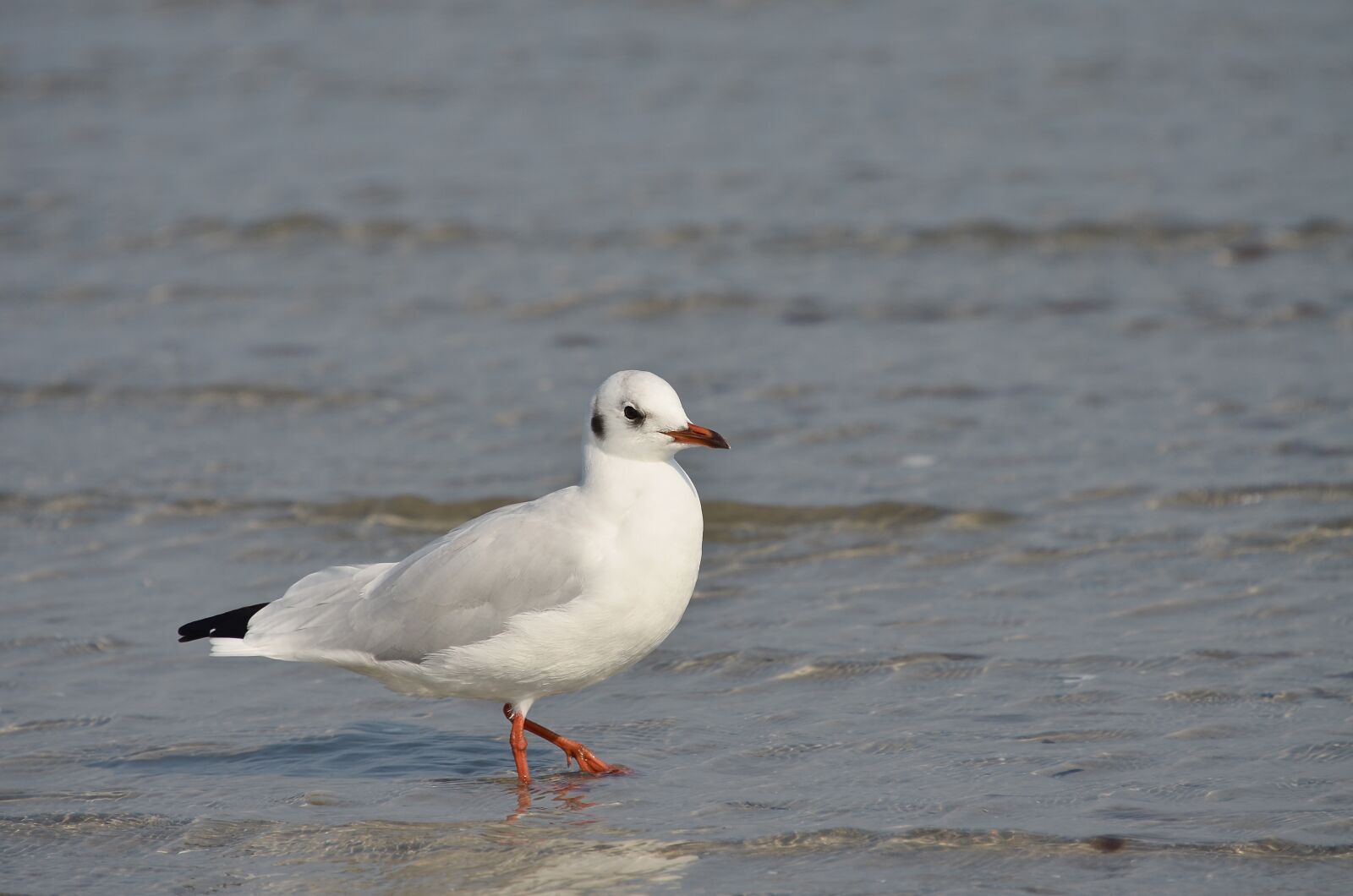 Nikon D5100 sample photo. Seagull, bird, water bird photography