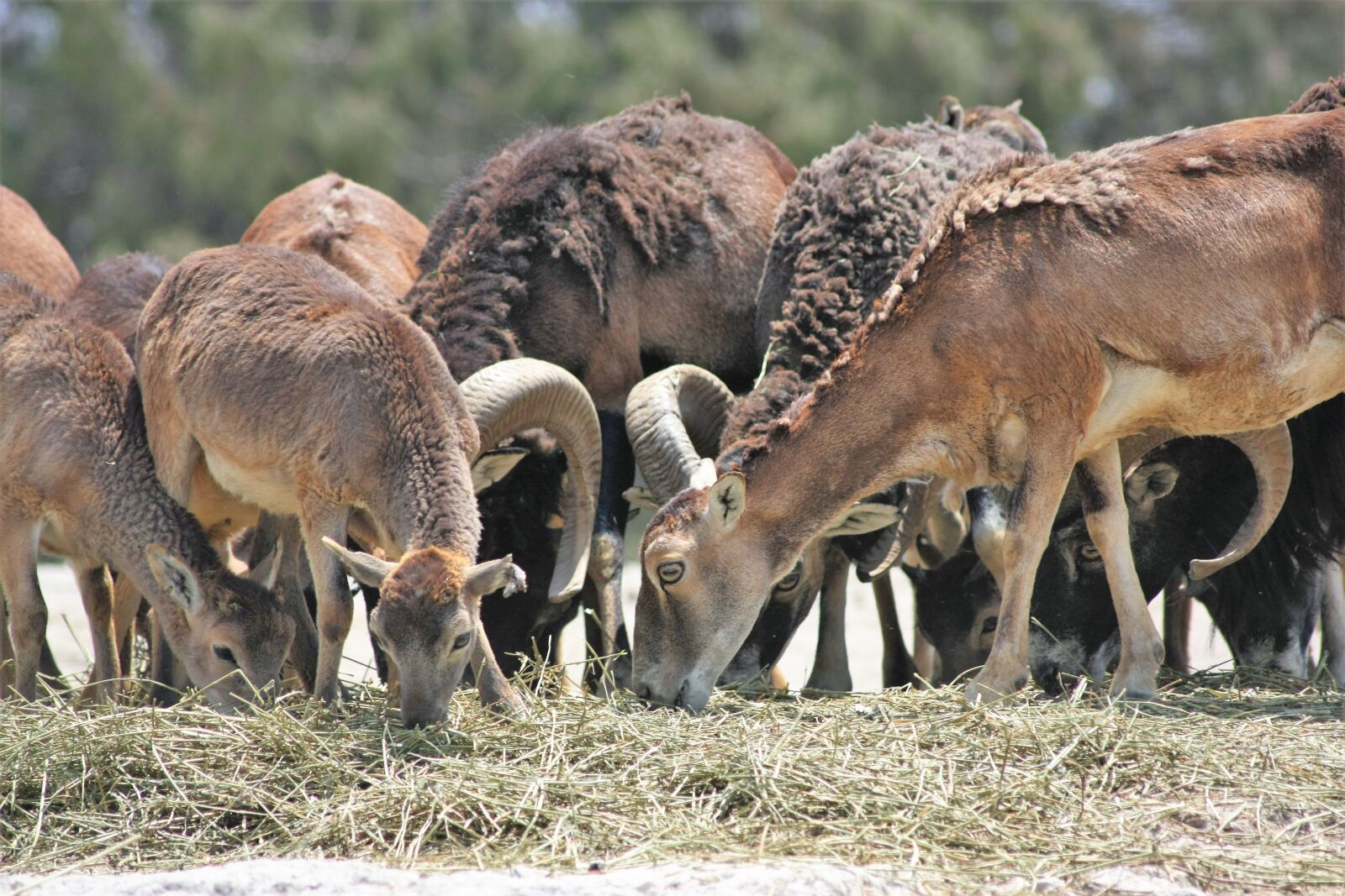 Canon EOS 450D (EOS Rebel XSi / EOS Kiss X2) sample photo. Antelope, animal, wild photography