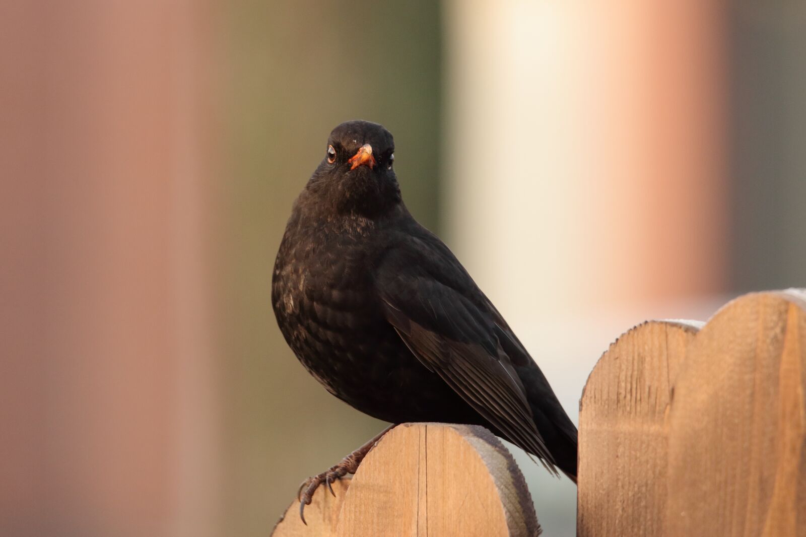 Canon EOS 700D (EOS Rebel T5i / EOS Kiss X7i) sample photo. Blackbird, bird, black photography