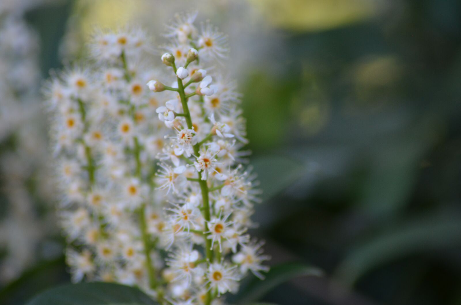Nikon D5100 sample photo. Blossom, bloom, hamburg photography