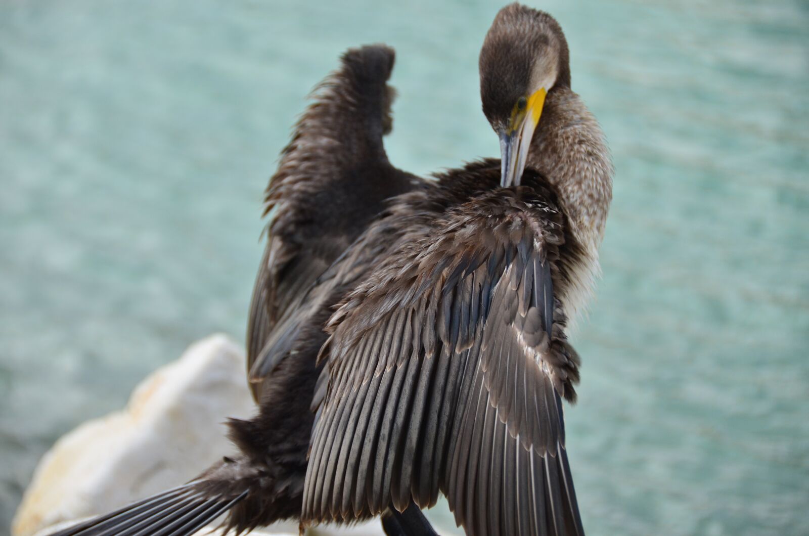 Nikon D7000 sample photo. Kerguelen shag, cormorant, sea photography