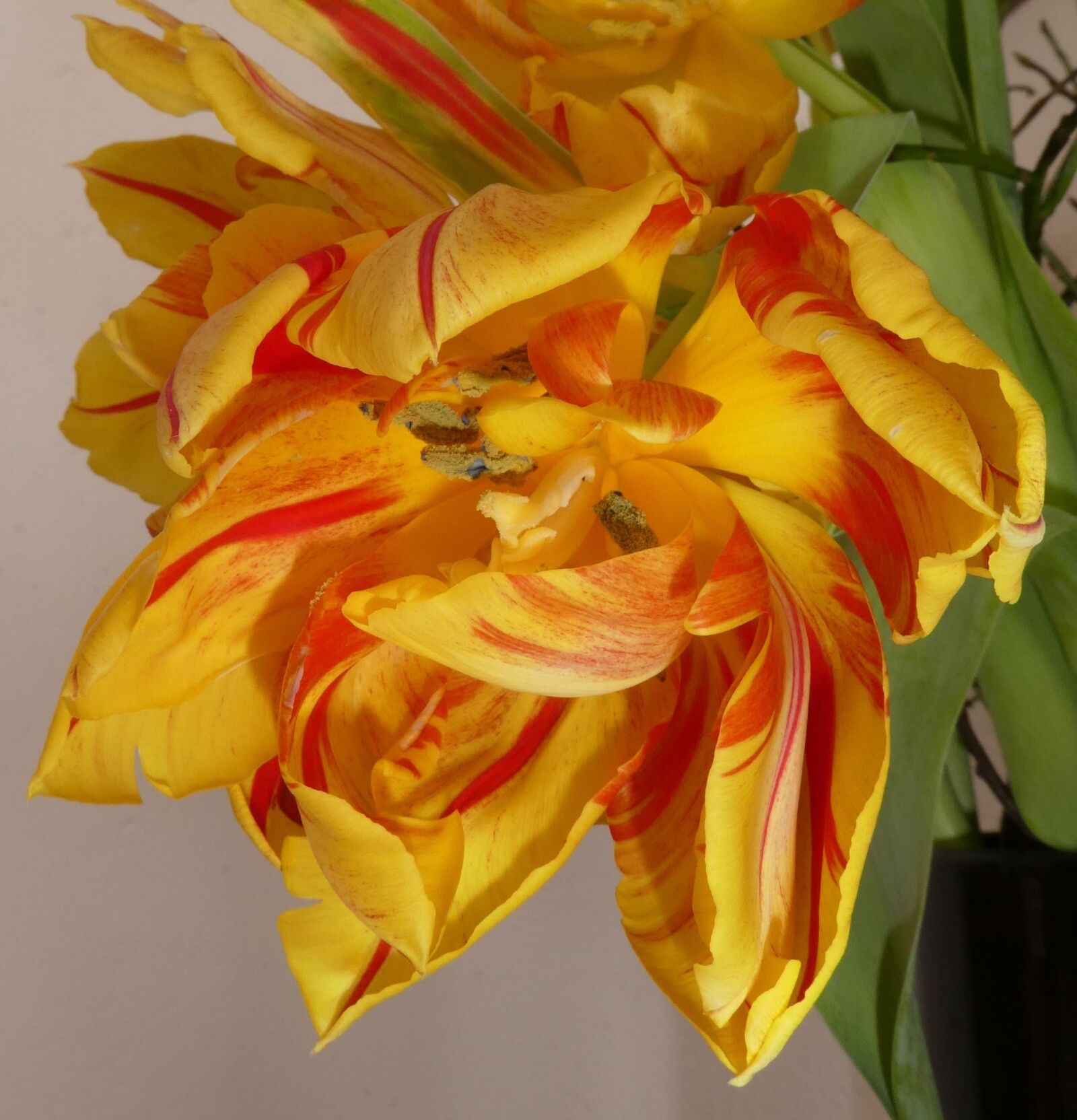 Panasonic DMC-TZ81 sample photo. Flower, tulip, close up photography