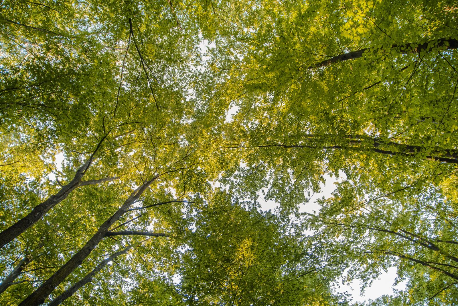 Nikon D7100 sample photo. Forest, tree, nature photography