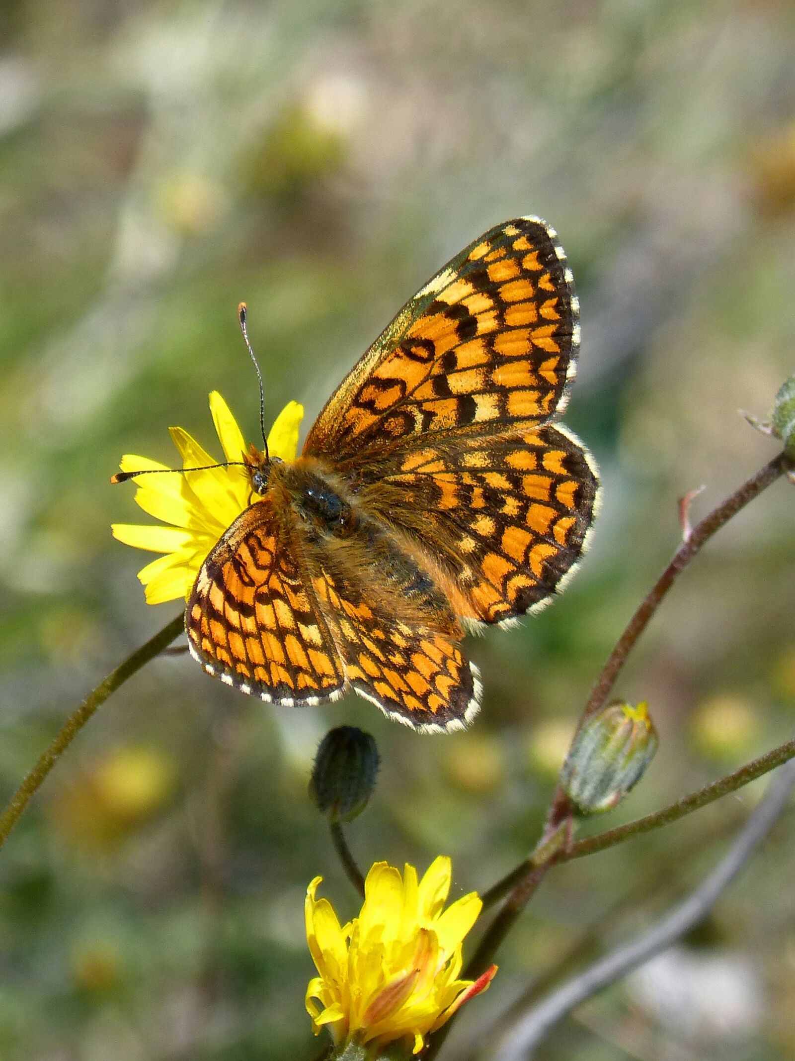 Panasonic DMC-FZ62 sample photo. Damero knapweed, orange butterfly photography