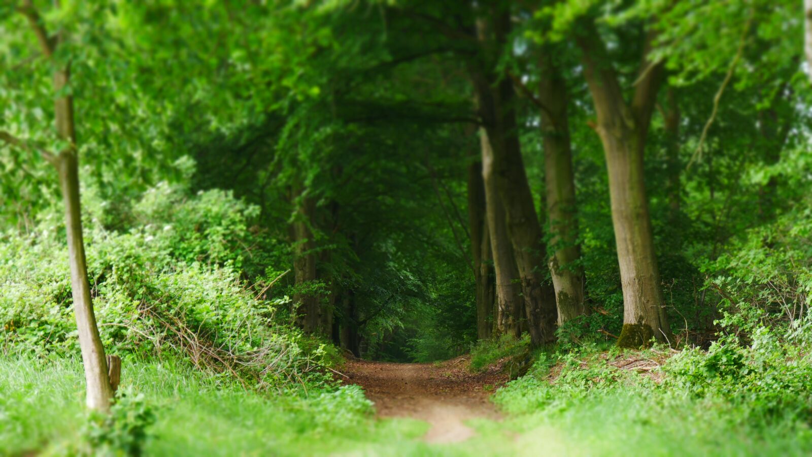 Panasonic Lumix DMC-G85 (Lumix DMC-G80) sample photo. Forest, forest path, nature photography