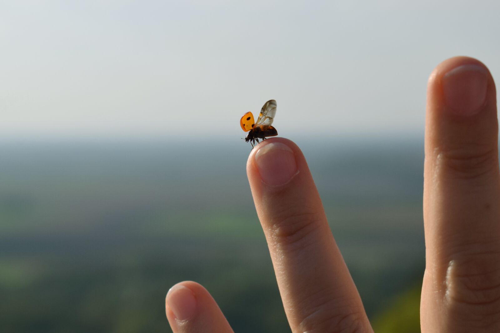 Nikon D3300 sample photo. Nature, hand, outdoors photography