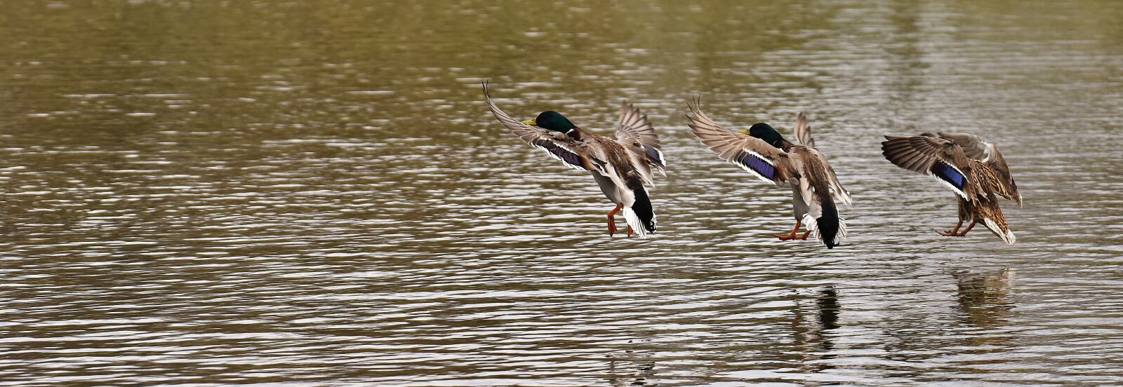 Nikon D7200 sample photo. Ducks, swarm, landing photography