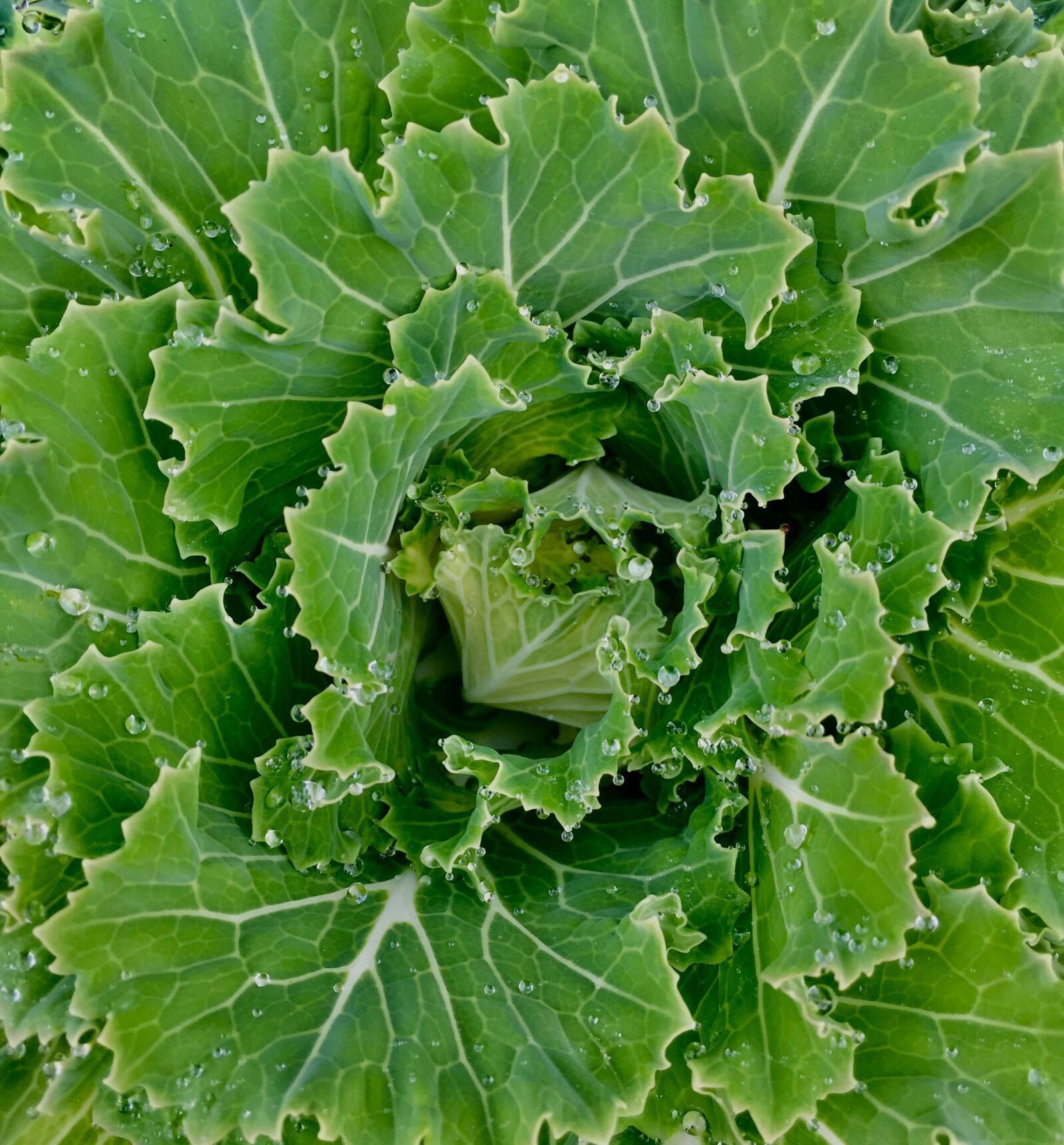 iPhone 6 Plus back camera 4.15mm f/2.2 sample photo. Kale, blossom, green photography