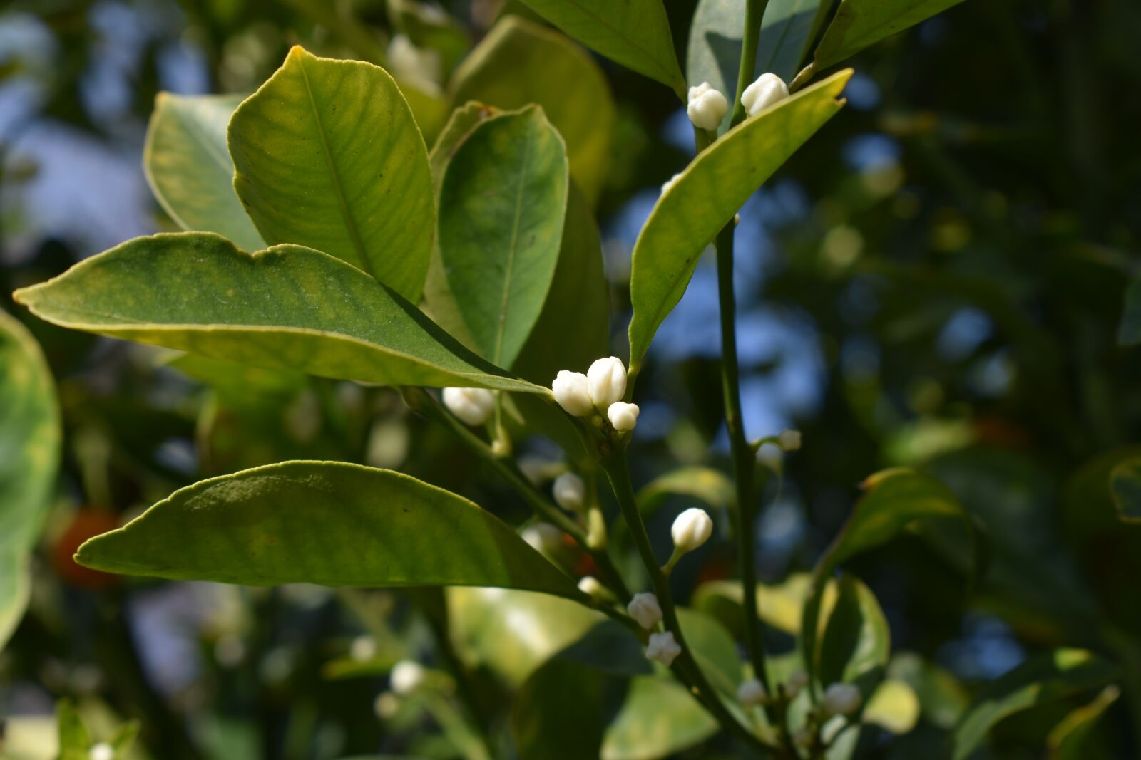 Nikon D3500 sample photo. Citrus tree, calamansi, bloom photography