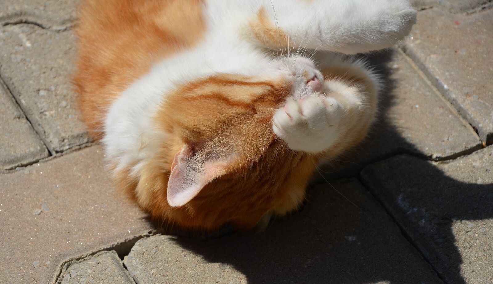 Nikon D7000 sample photo. Cat, animal, pet photography