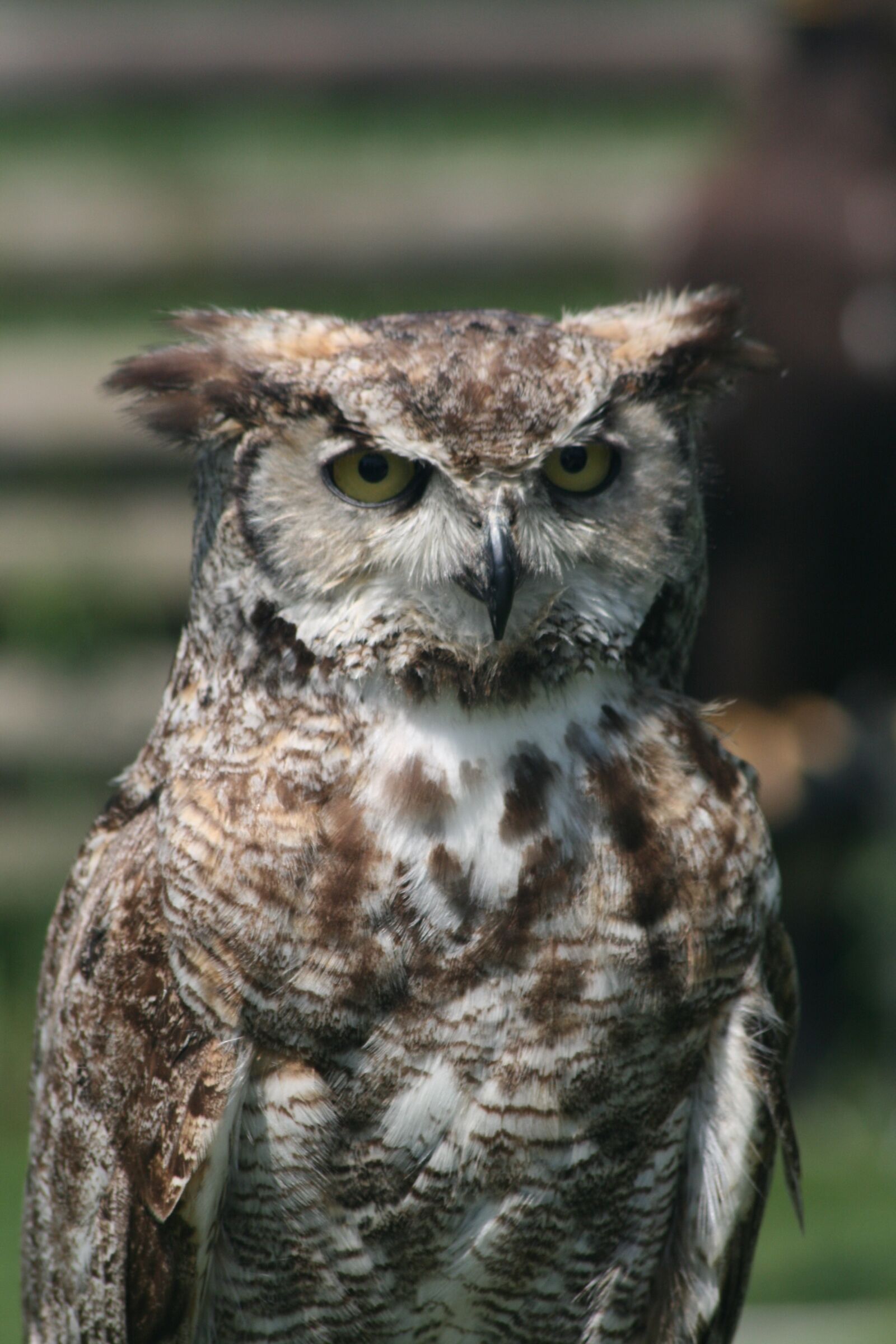 Canon EOS 400D (EOS Digital Rebel XTi / EOS Kiss Digital X) sample photo. Owl owl, feather, falconer photography