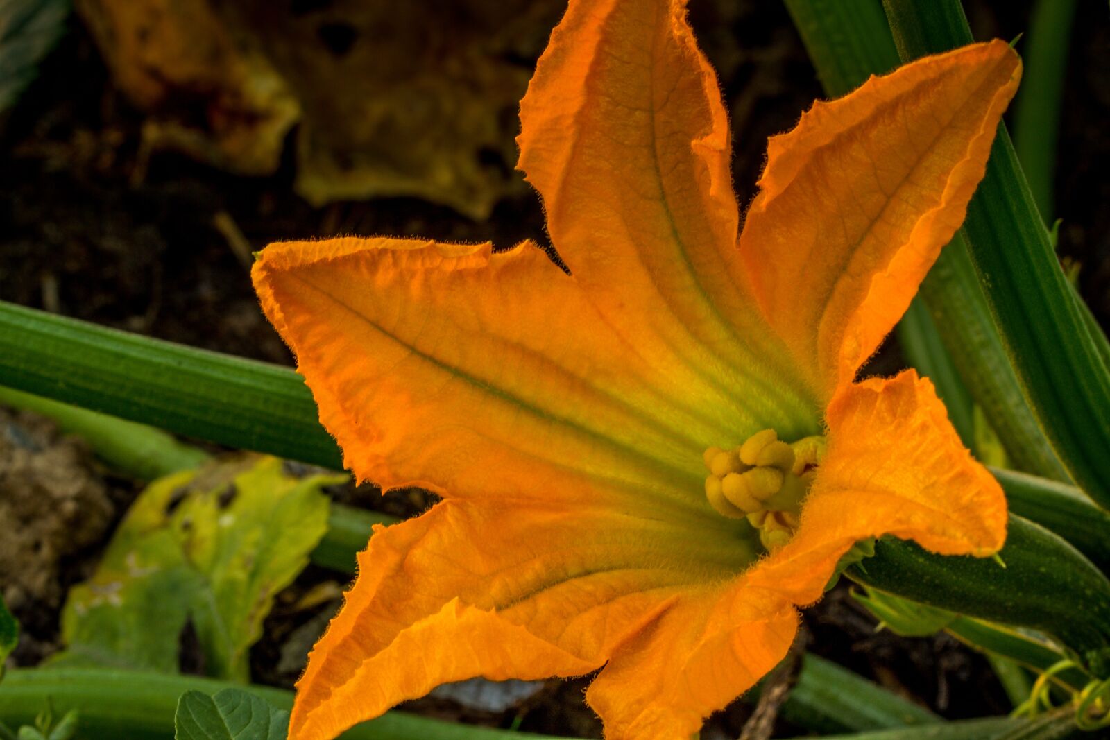 Canon EOS 60D sample photo. Pumpkin, blossom, bloom photography