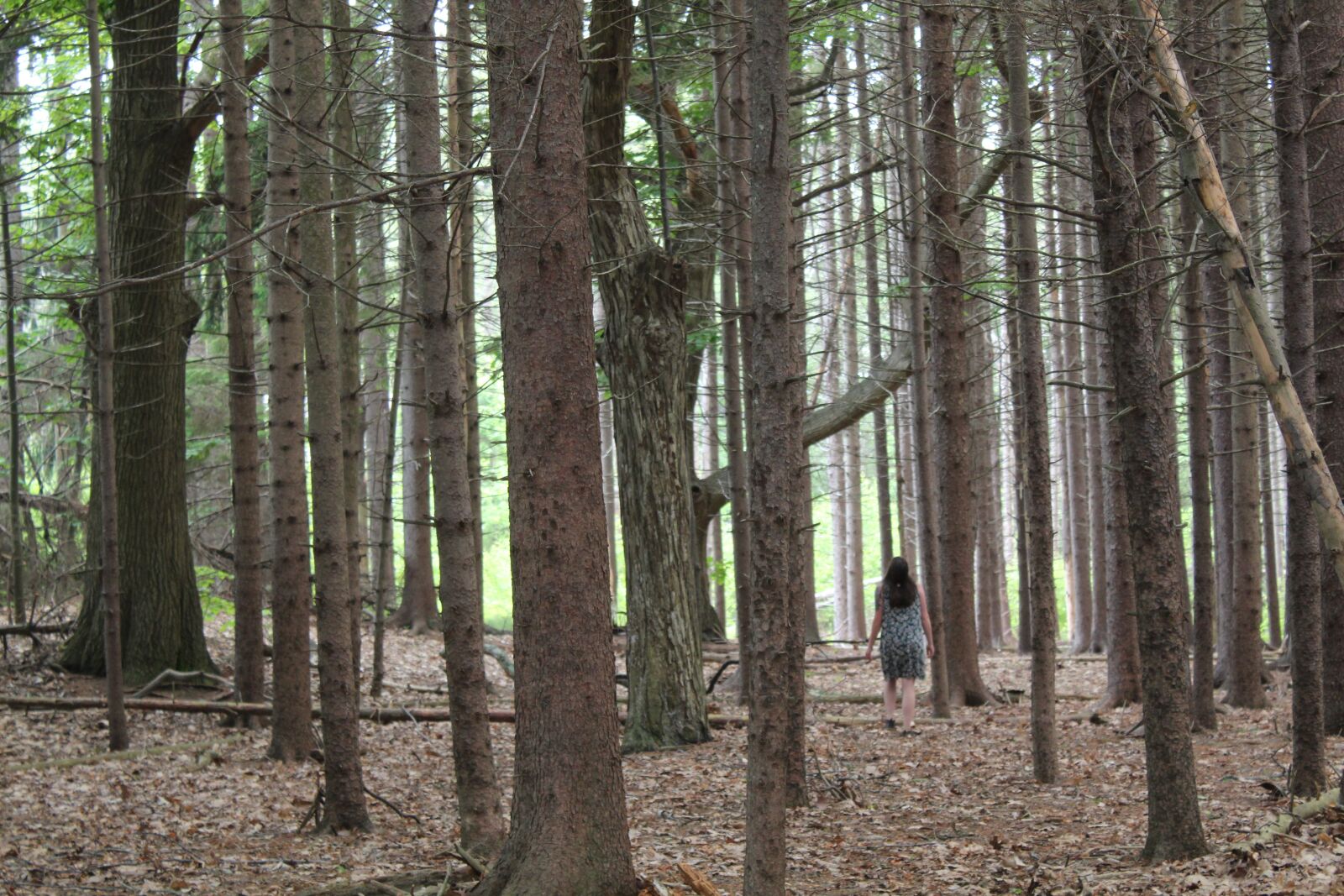 Canon EOS 1300D (EOS Rebel T6 / EOS Kiss X80) sample photo. Woods, forest, woman photography