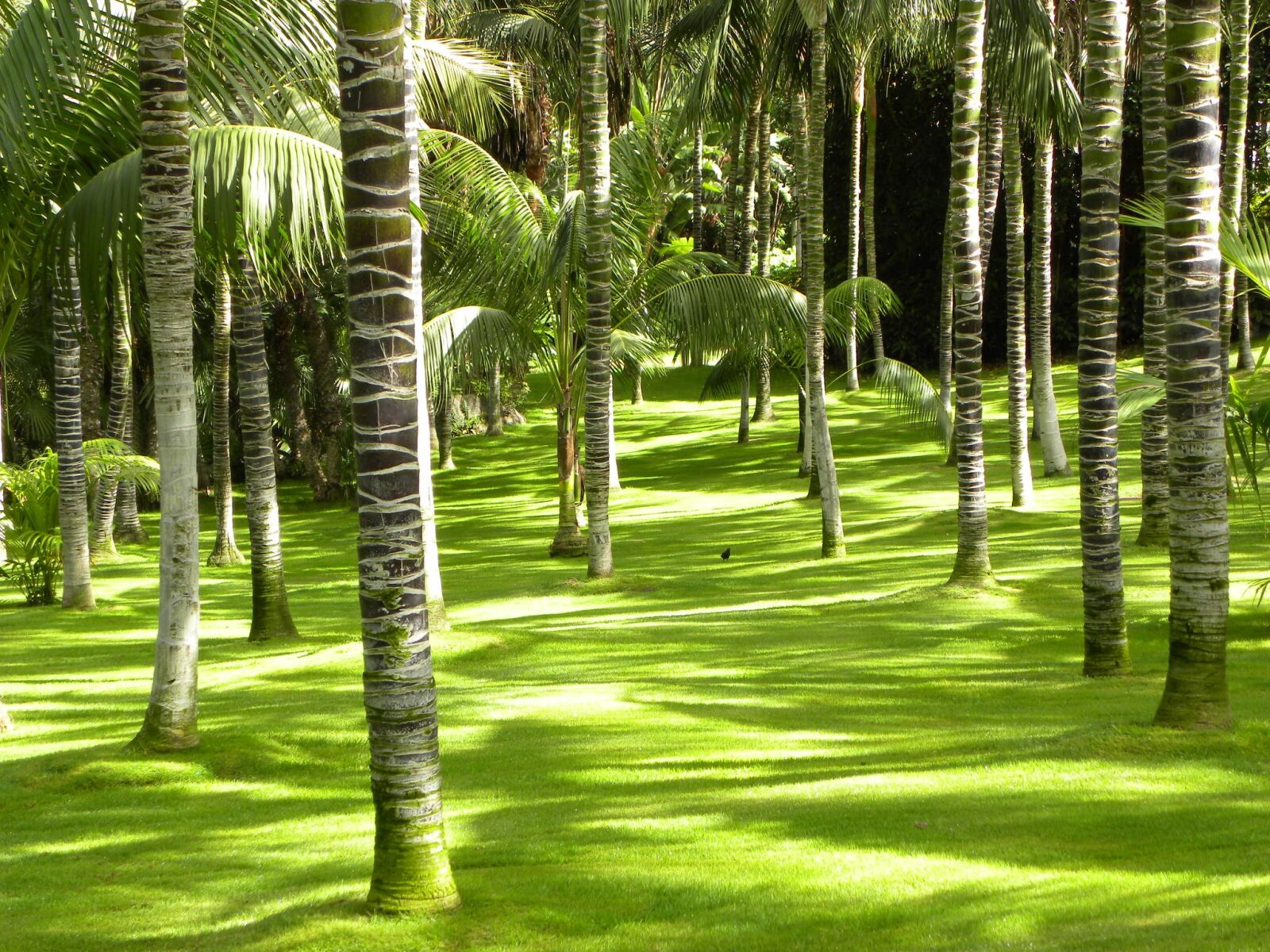 Nikon Coolpix P90 sample photo. Bamboo, exotic, green photography