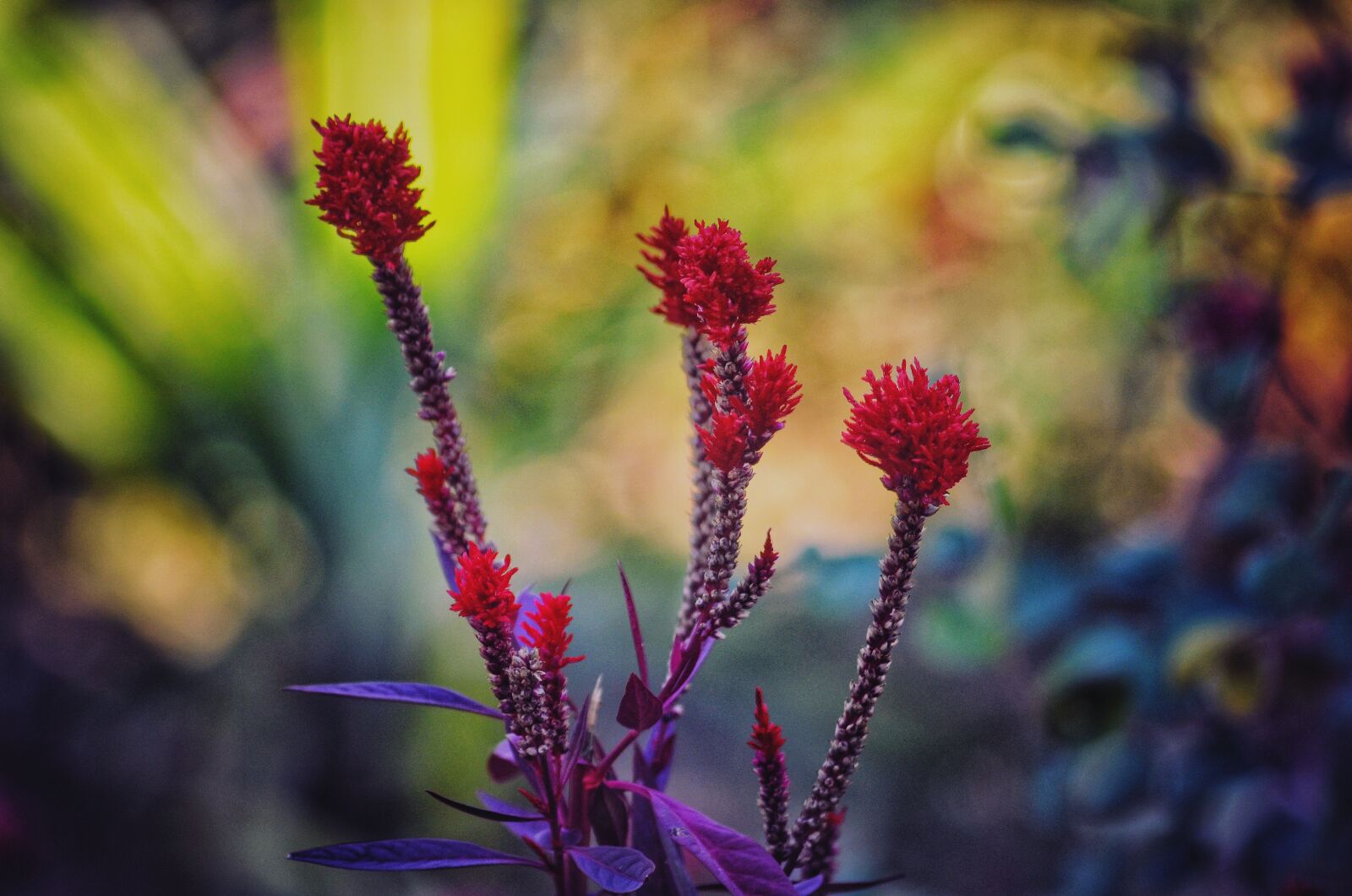 Nikon D5100 sample photo. Flower, red, beautiful photography