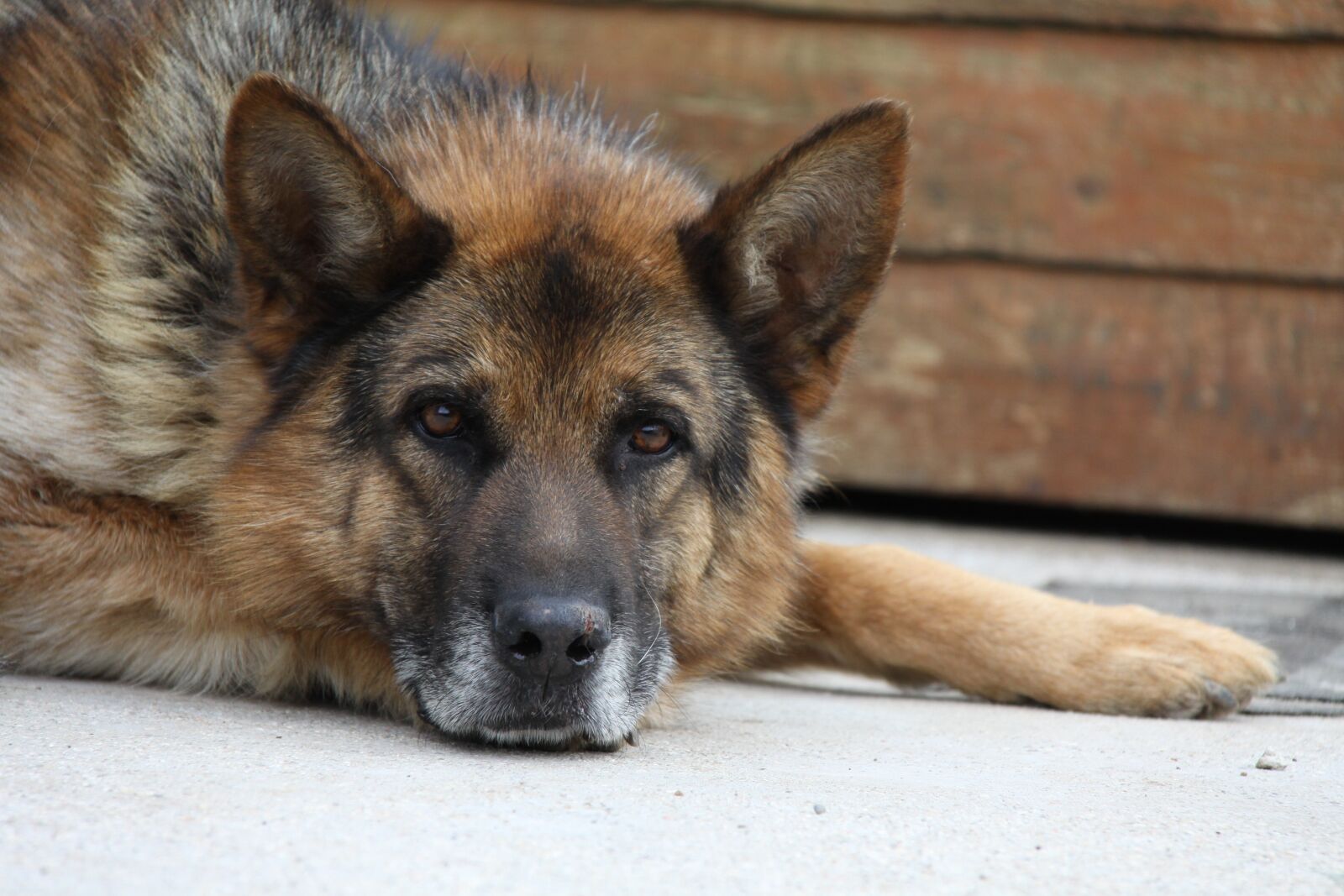 Canon EOS 50D sample photo. Dog, canido, pet photography