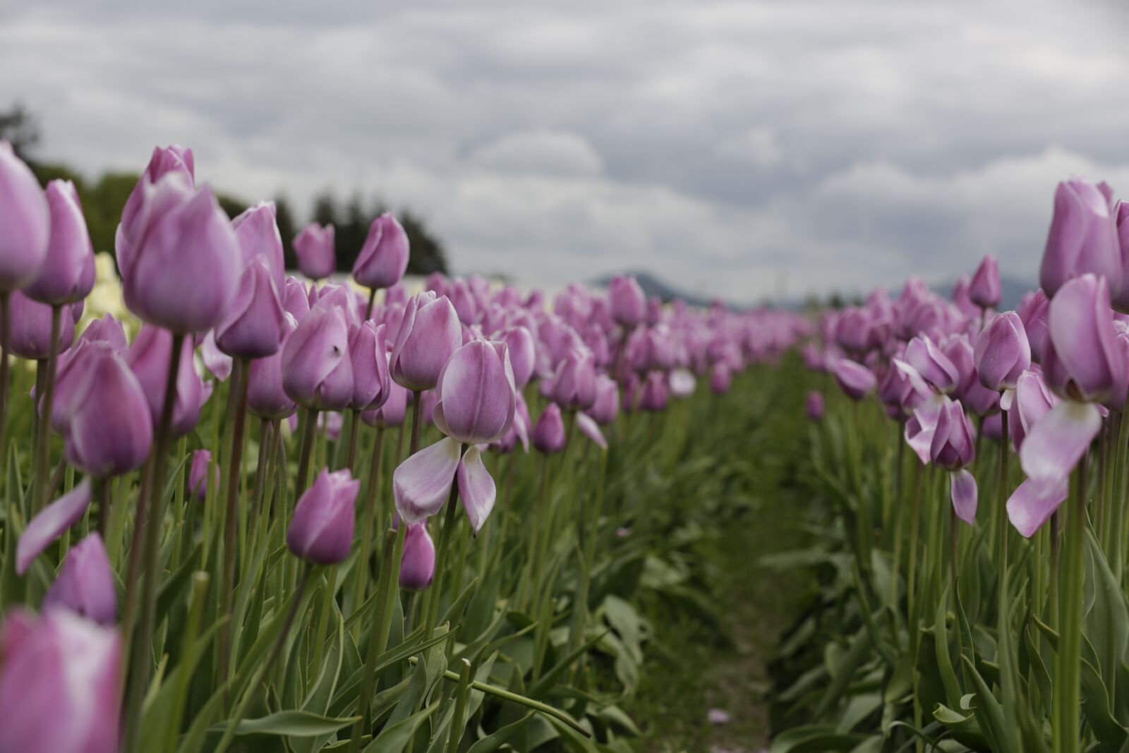 Canon EF 70-200mm F2.8L IS II USM sample photo. Tulips, purple, sky photography