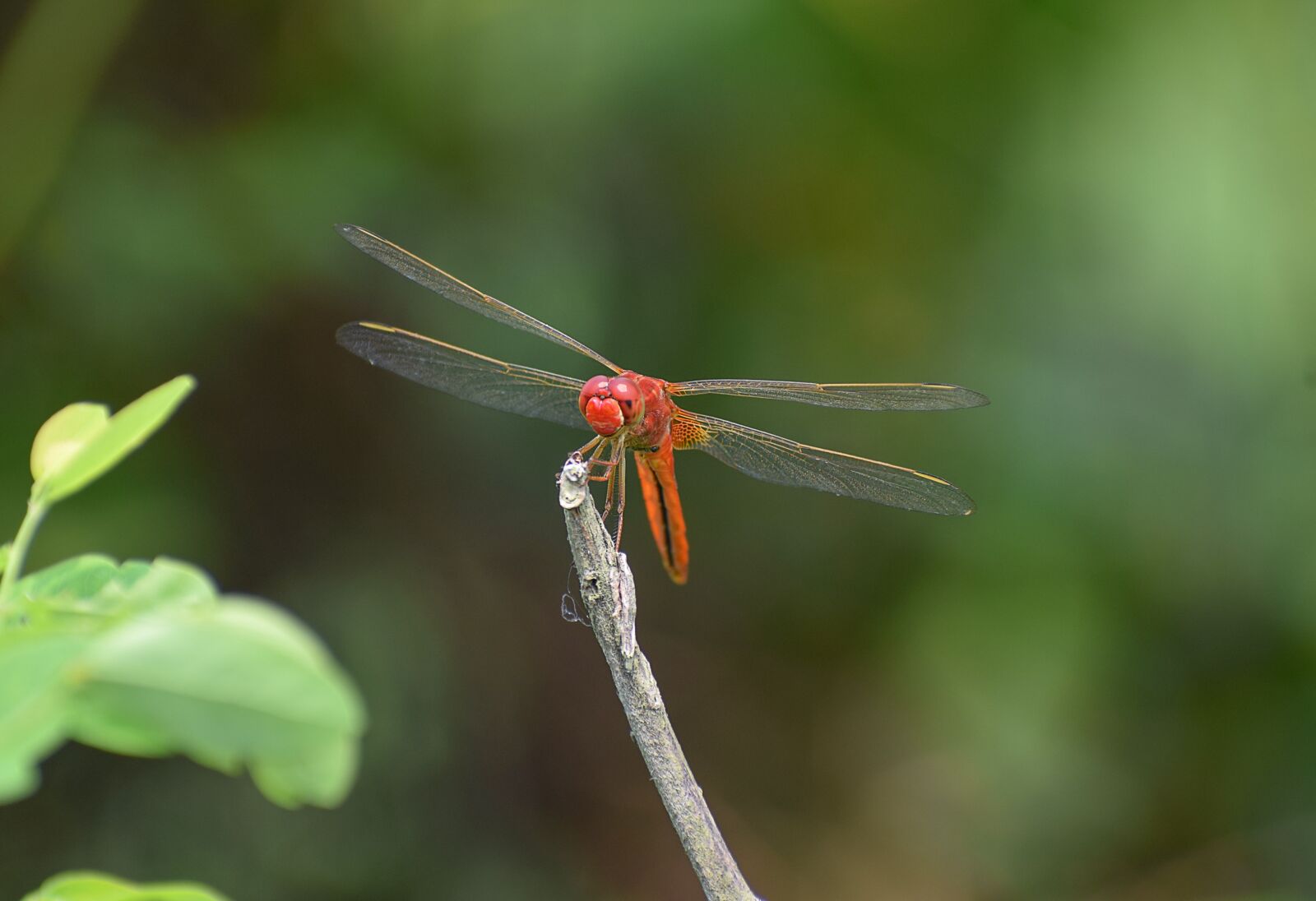 Nikon D5300 sample photo. Wild, garden, bug photography