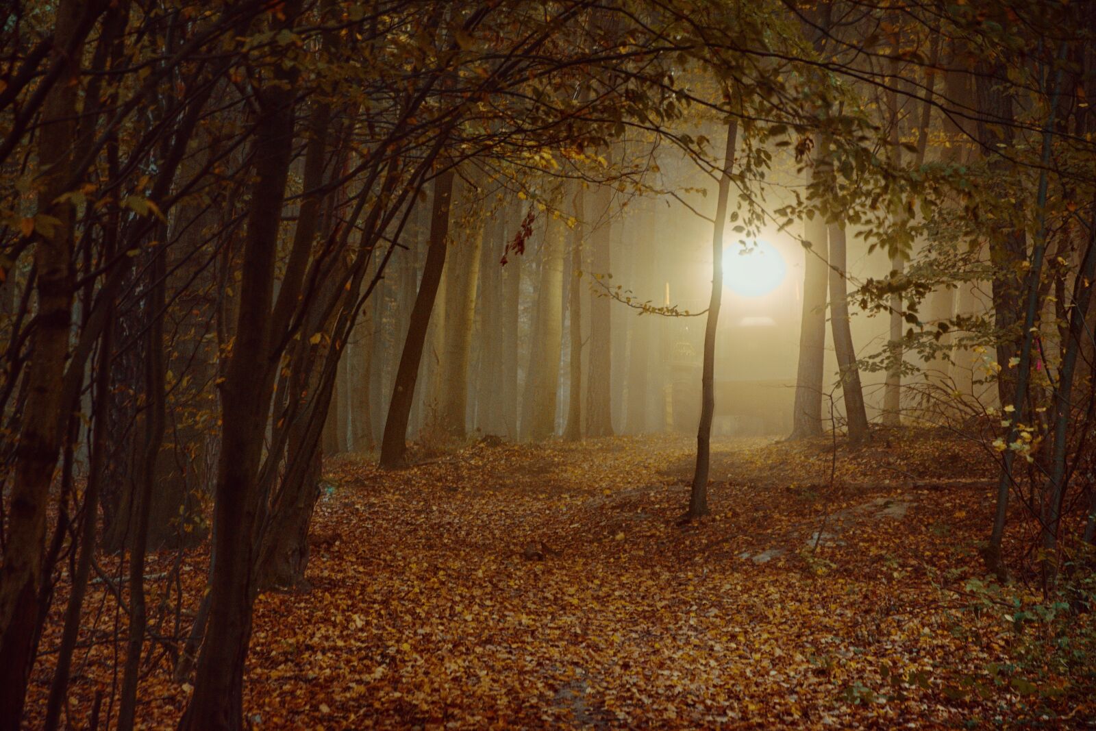 Nikon D5500 sample photo. Forest, sheet, autumn photography