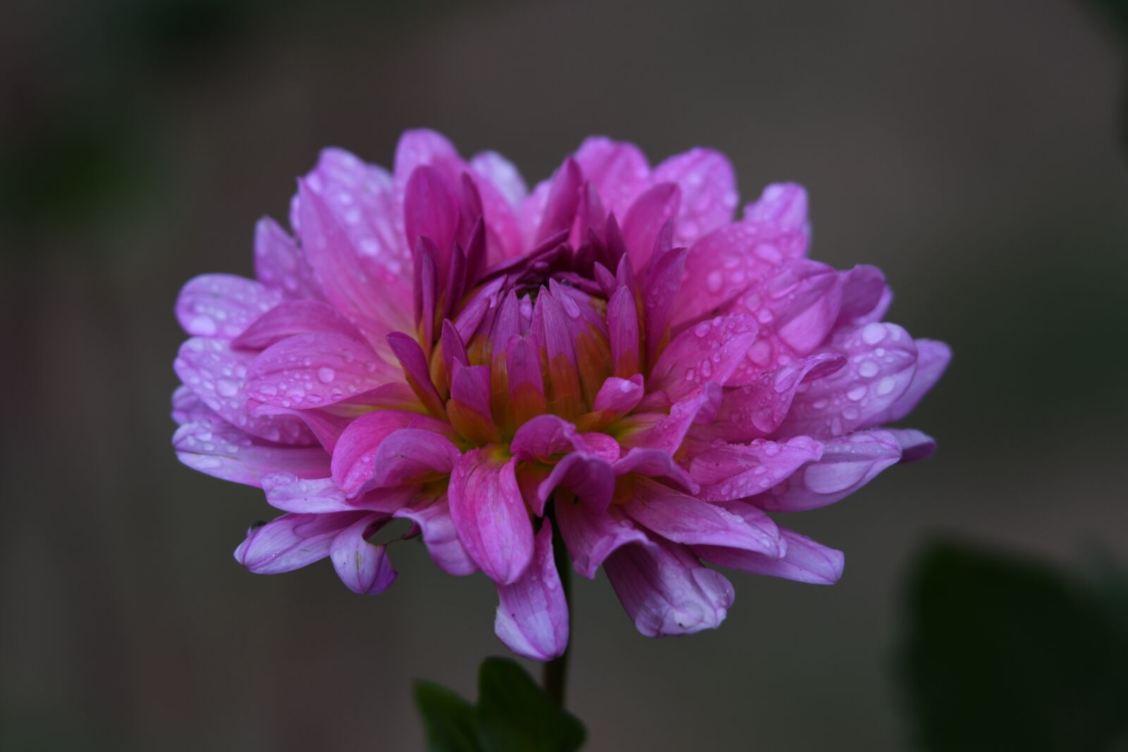 Nikon D500 sample photo. Dahlia, purple dahlia, morning photography
