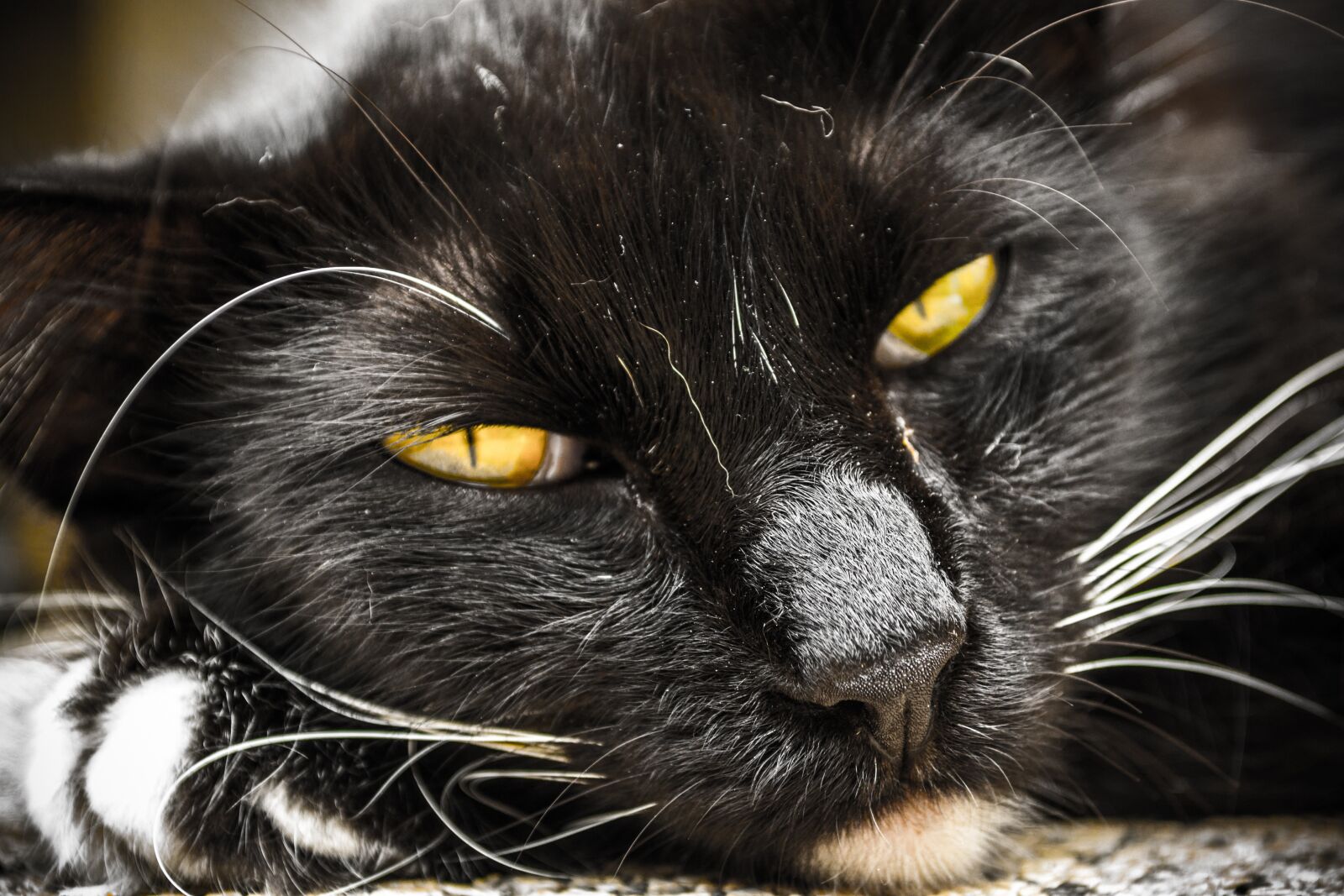 Nikon D3100 sample photo. Cat, pet, animal photography