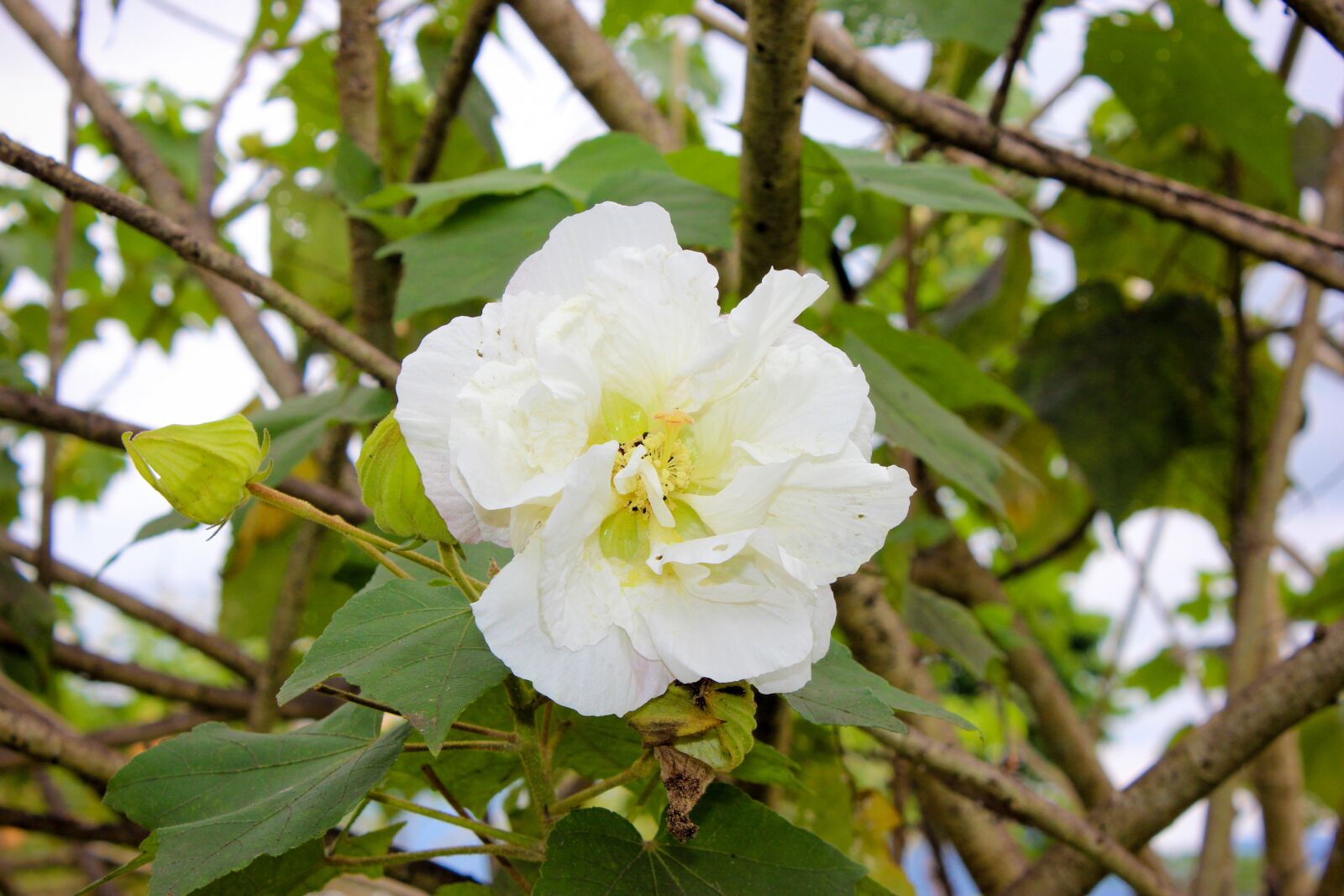 Canon EOS 600D (Rebel EOS T3i / EOS Kiss X5) sample photo. Flower, white, nature photography