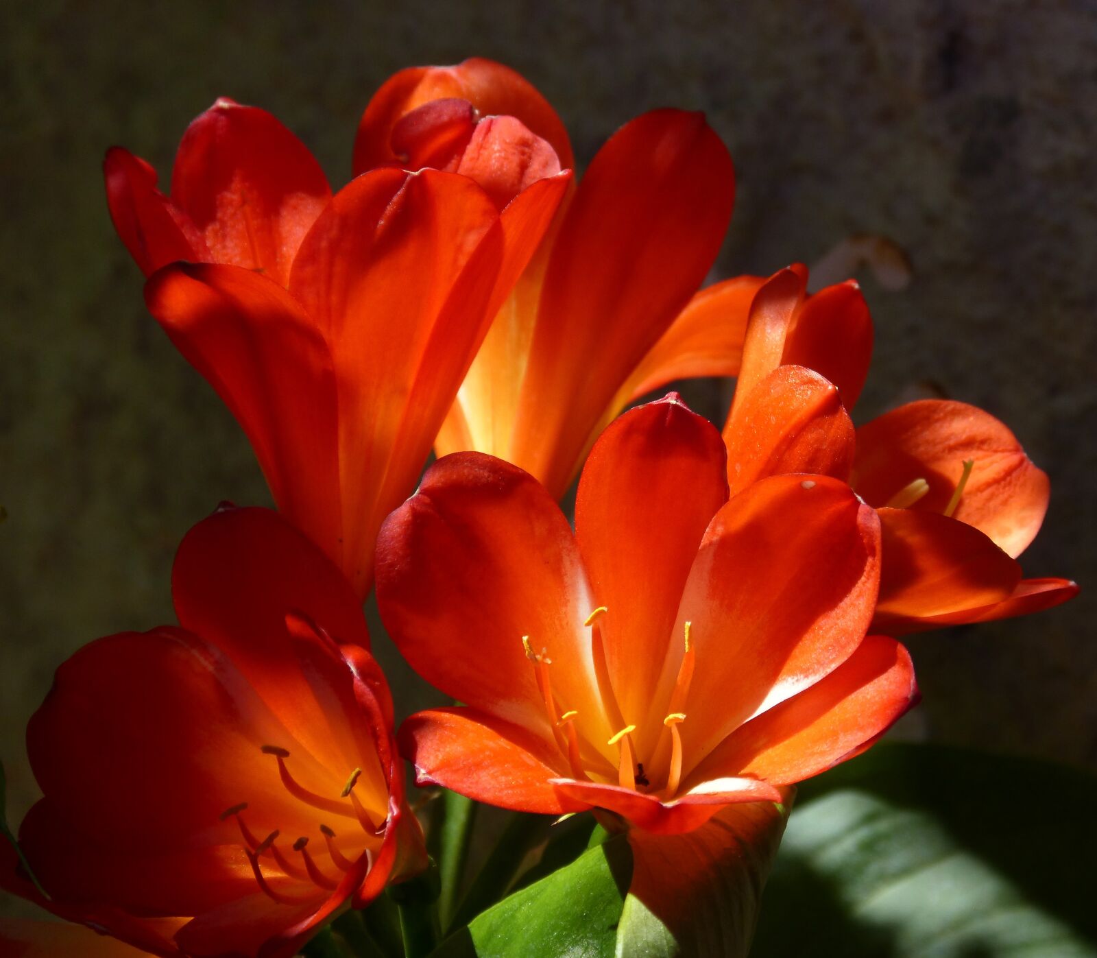 Panasonic DMC-FZ62 sample photo. Flowers, chiaroscuro, beauty photography