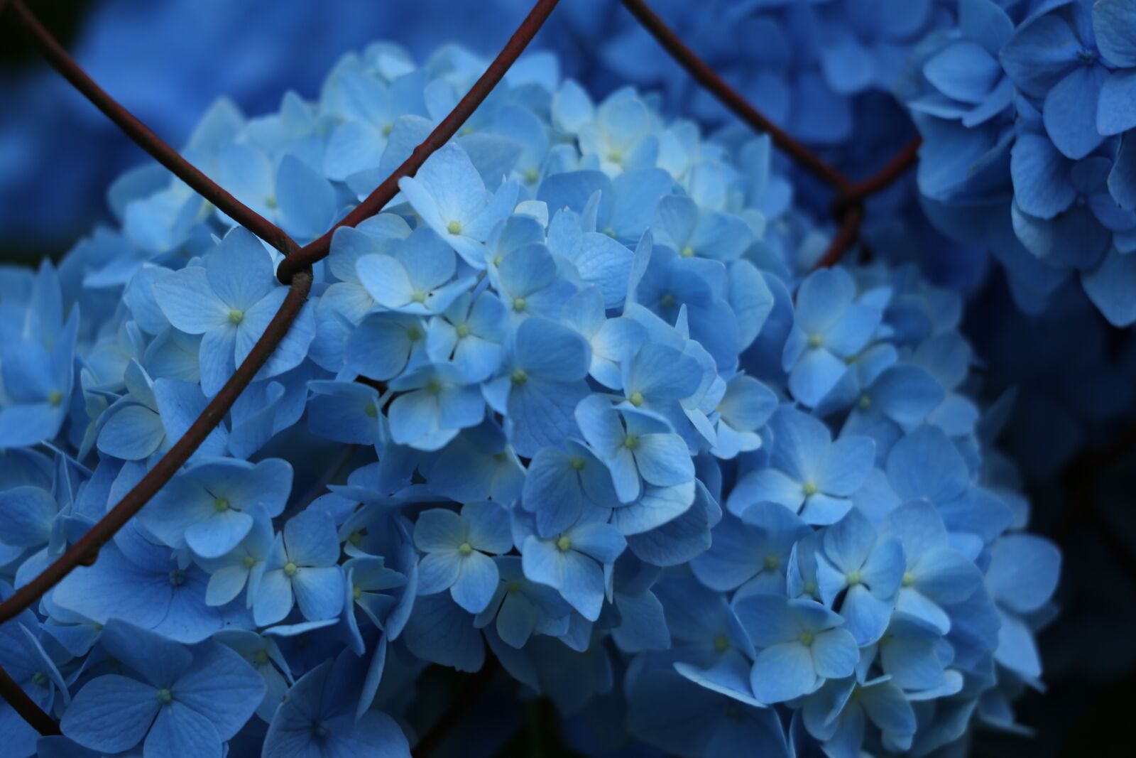 Canon EF 70-300 F4-5.6 IS II USM sample photo. Blue hydrangea, fence, blooming photography