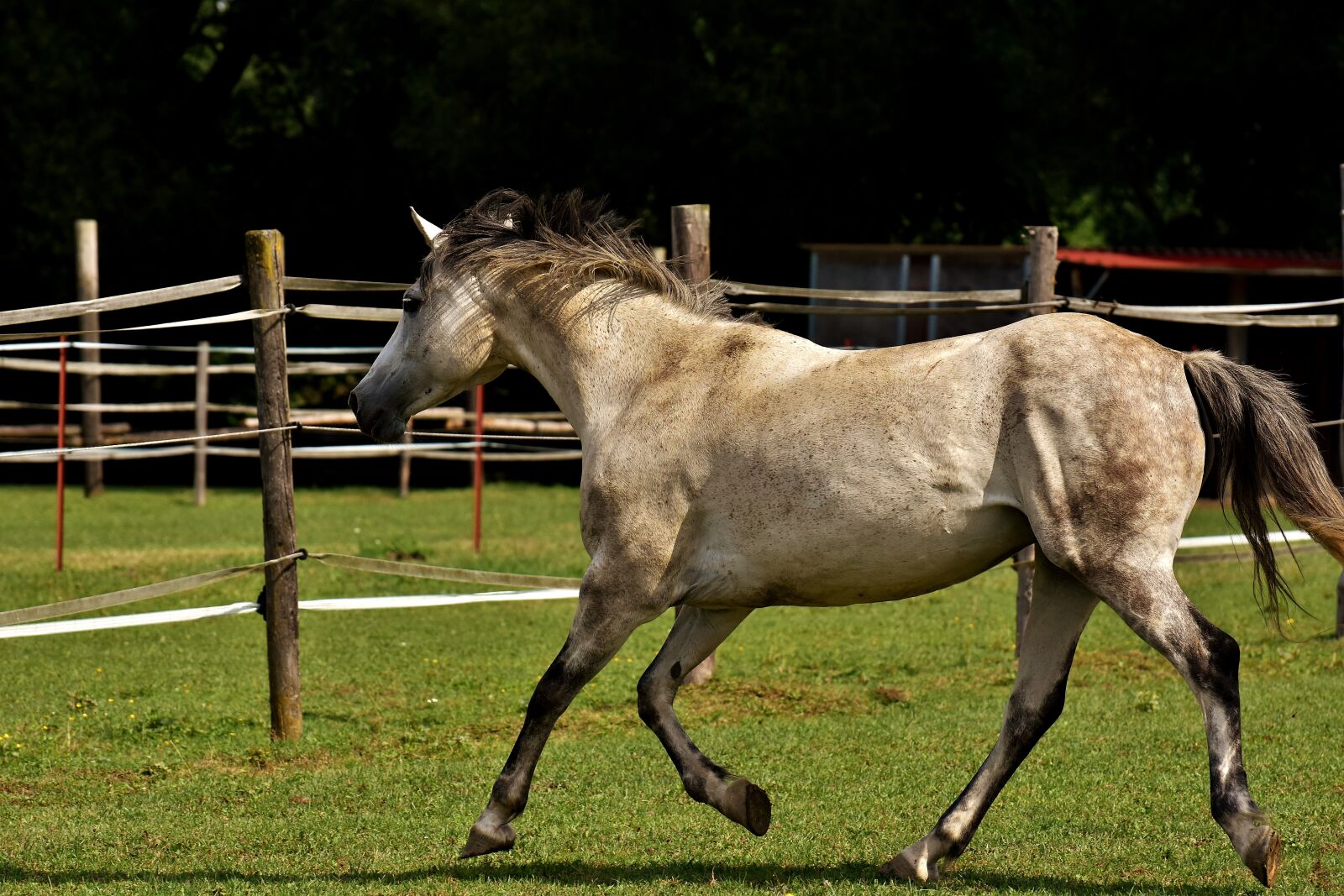 Nikon D7200 sample photo. Mold, horse, love for photography