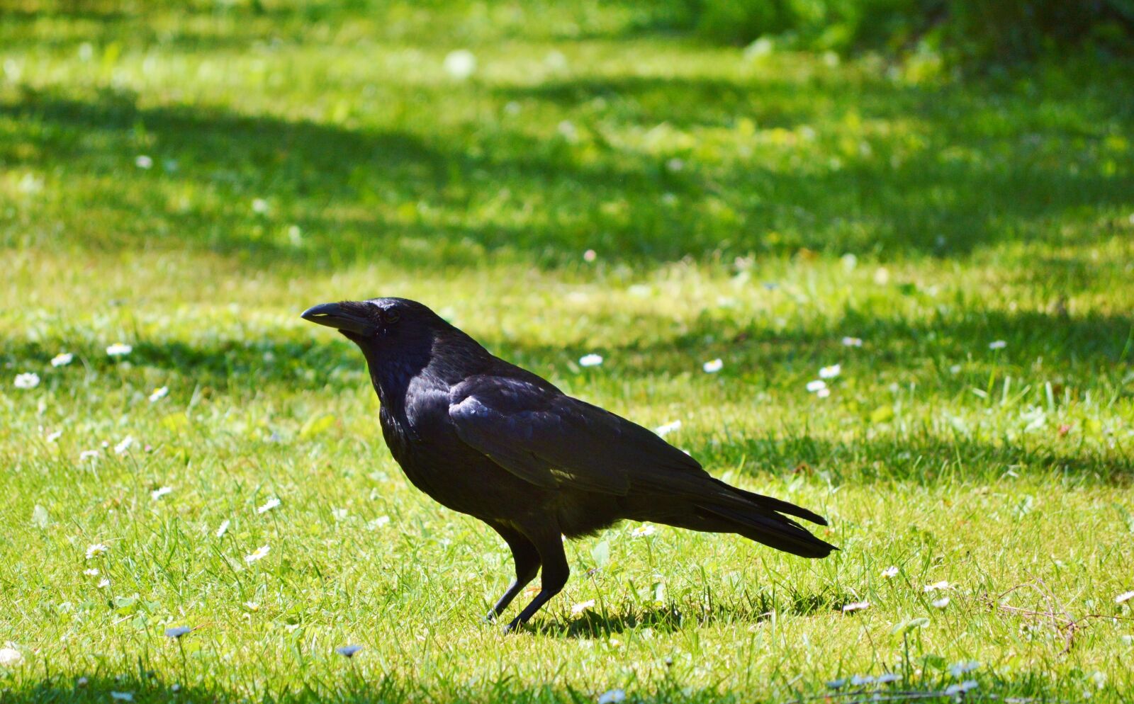 Nikon D3200 sample photo. Raven, crow, raven bird photography