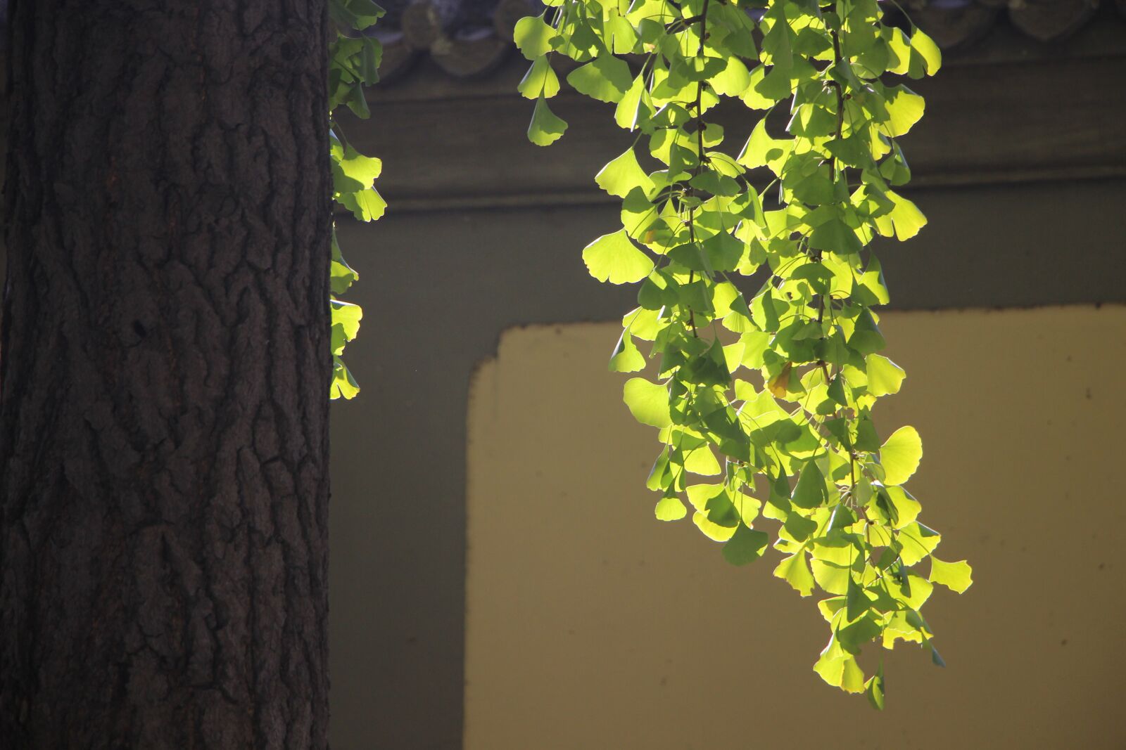 Canon EOS 600D (Rebel EOS T3i / EOS Kiss X5) sample photo. Autumn, leaf, leaves photography