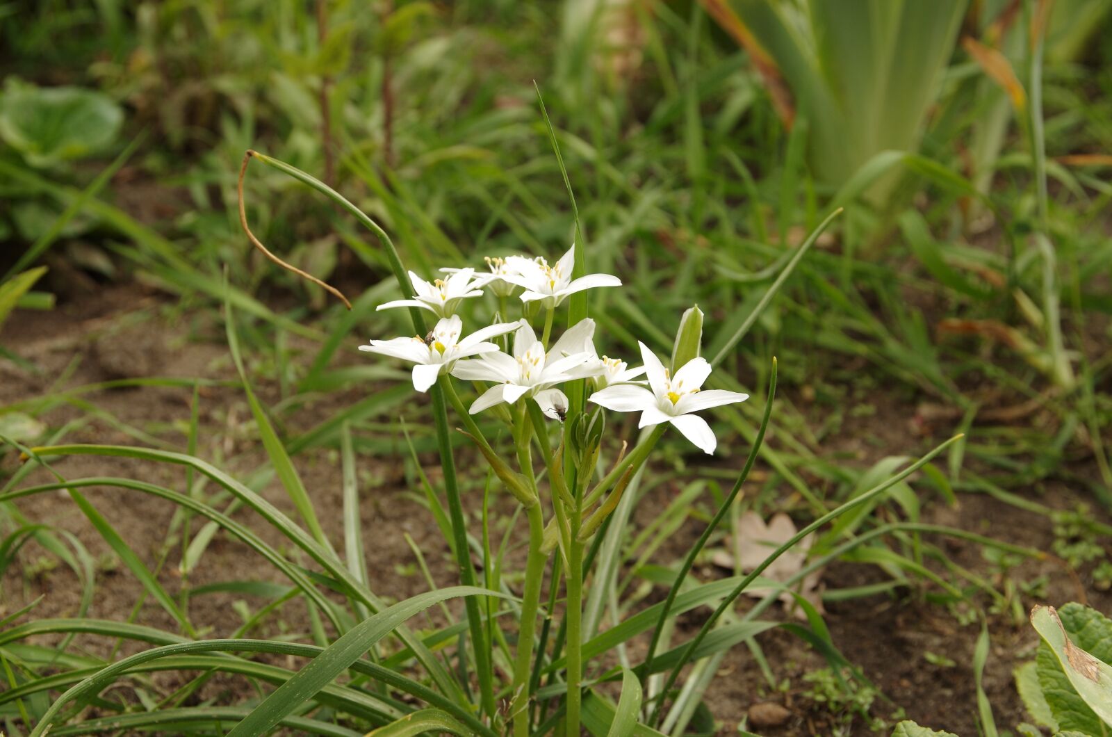 Pentax K-50 sample photo. Nature, plant, flower photography