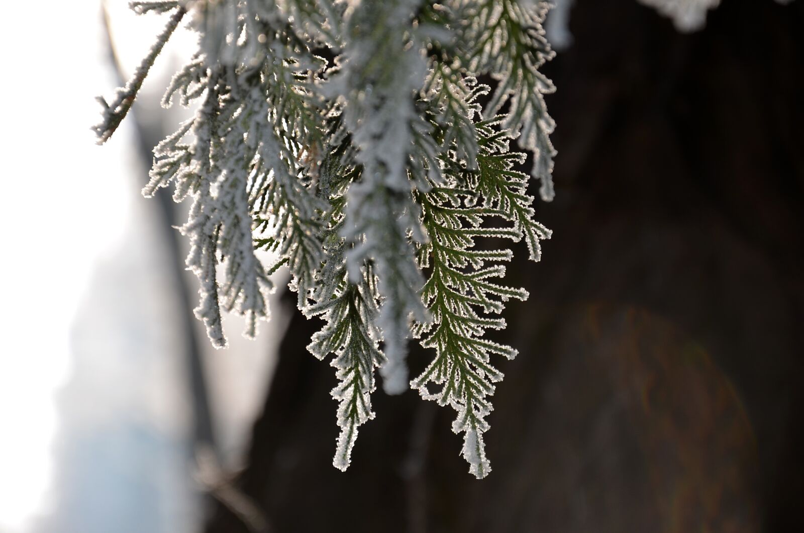 Nikon D5100 sample photo. Winter, forest, nature photography
