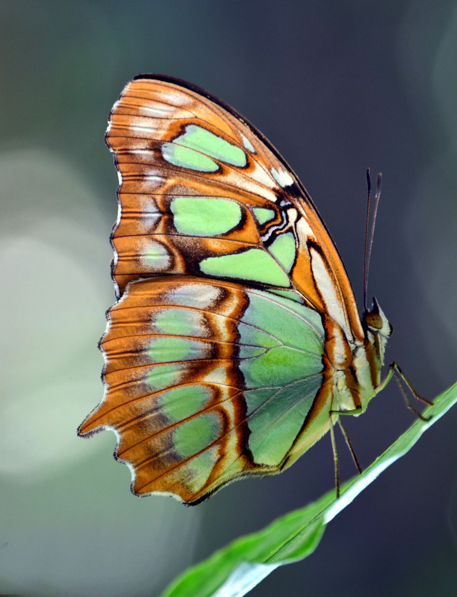 Nikon D3300 sample photo. Malachite, spirotea steles, butterfly photography