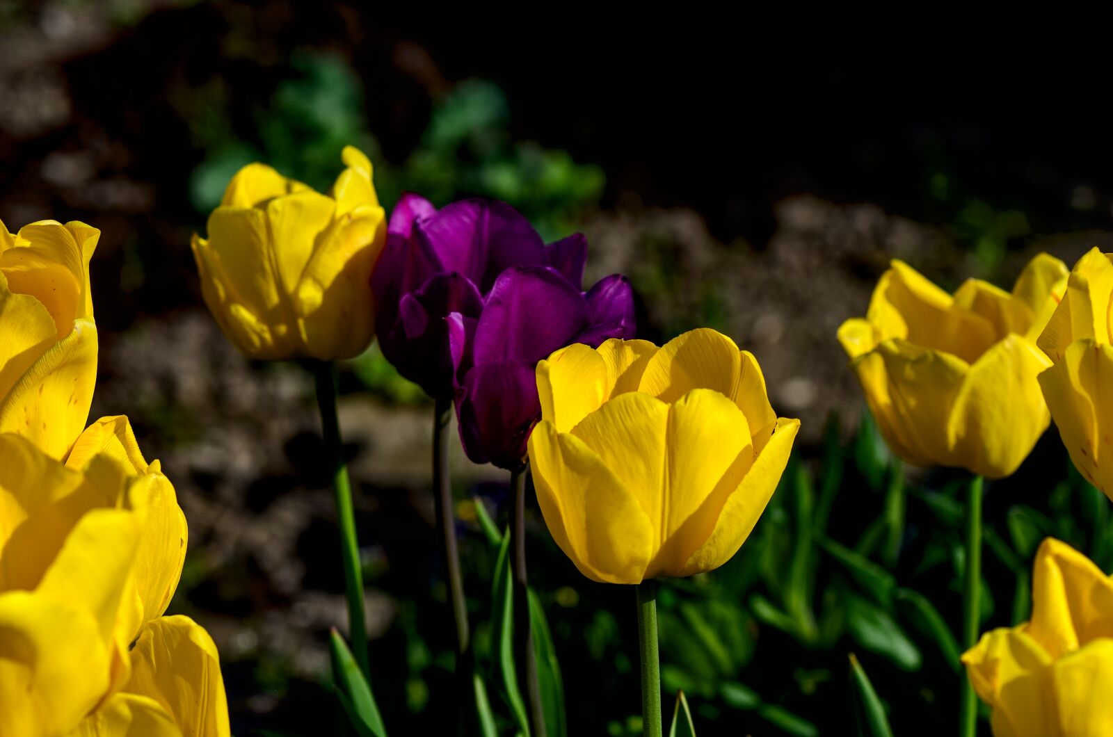 Nikon D7000 sample photo. Tulips, spring, nature photography