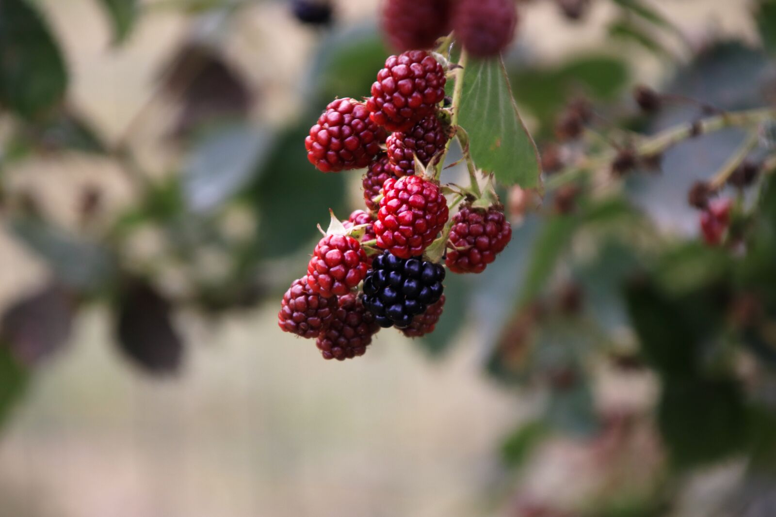 Canon EOS 77D (EOS 9000D / EOS 770D) + Canon TS-E 90mm F2.8 Tilt-Shift sample photo. Berries, sweet, delicious photography