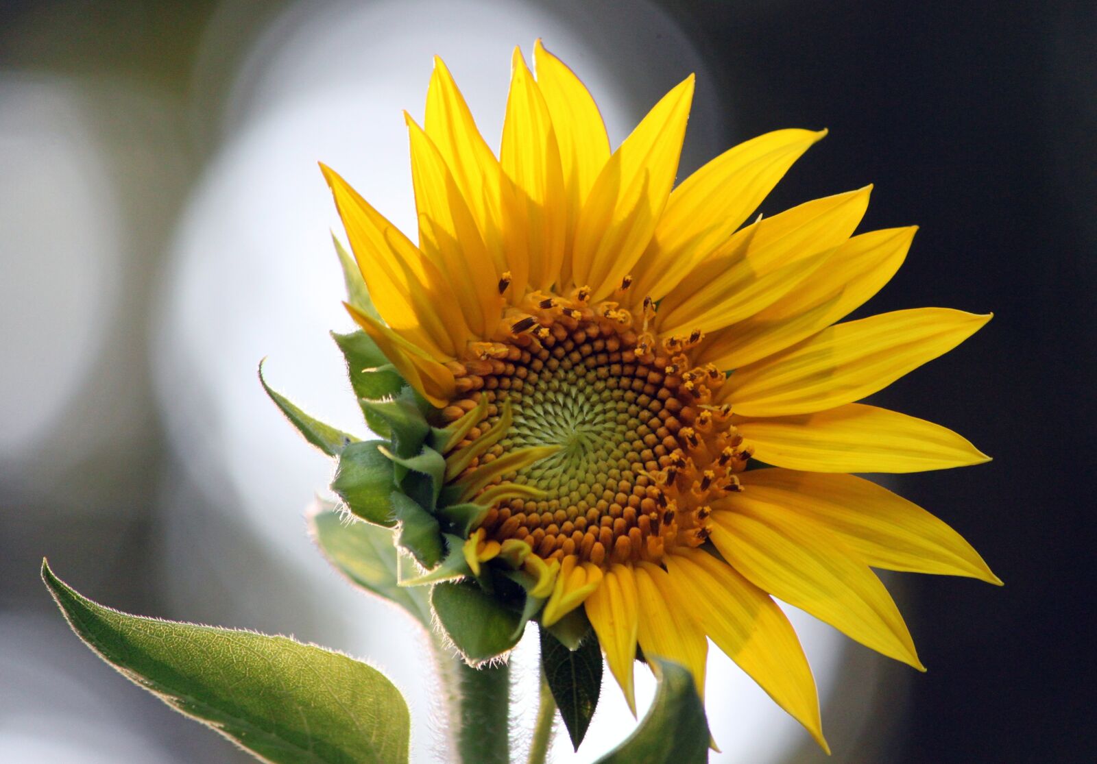 Canon EOS 500D (EOS Rebel T1i / EOS Kiss X3) sample photo. Sunflower, flower, garden photography