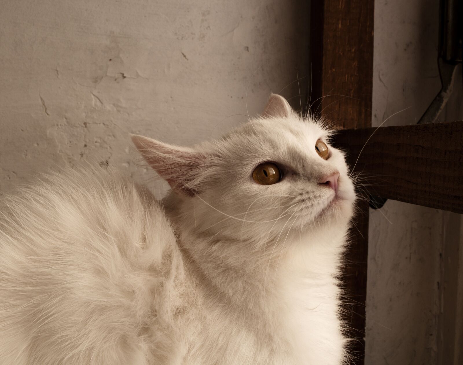 Nikon D5000 sample photo. Adult, white, cat photography