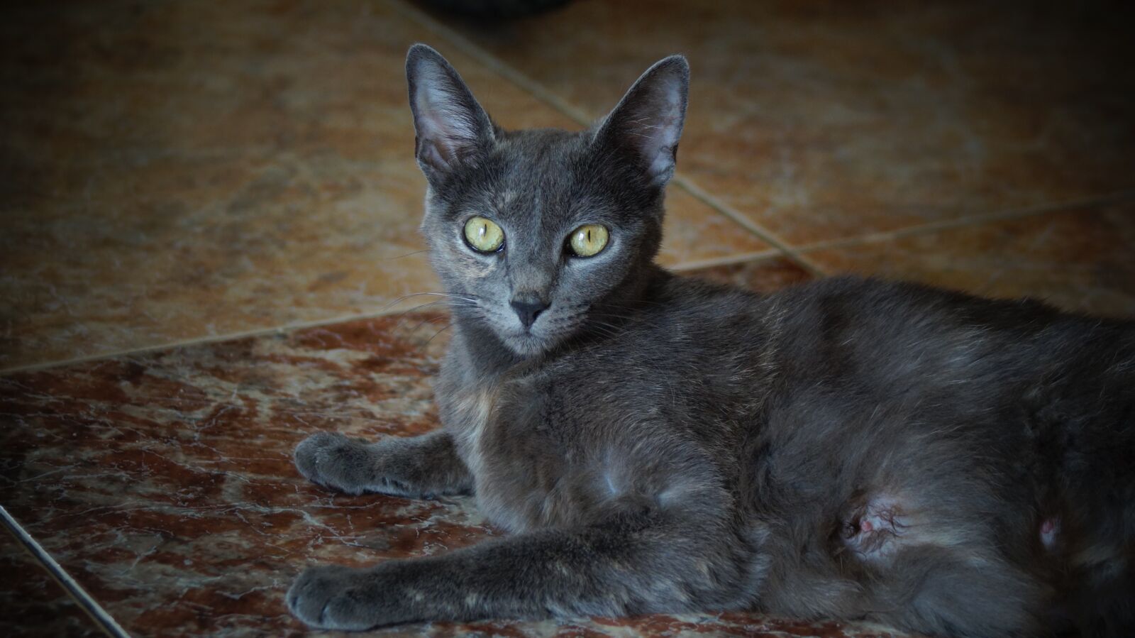 Sony SLT-A58 sample photo. Animal, cat, hunter photography