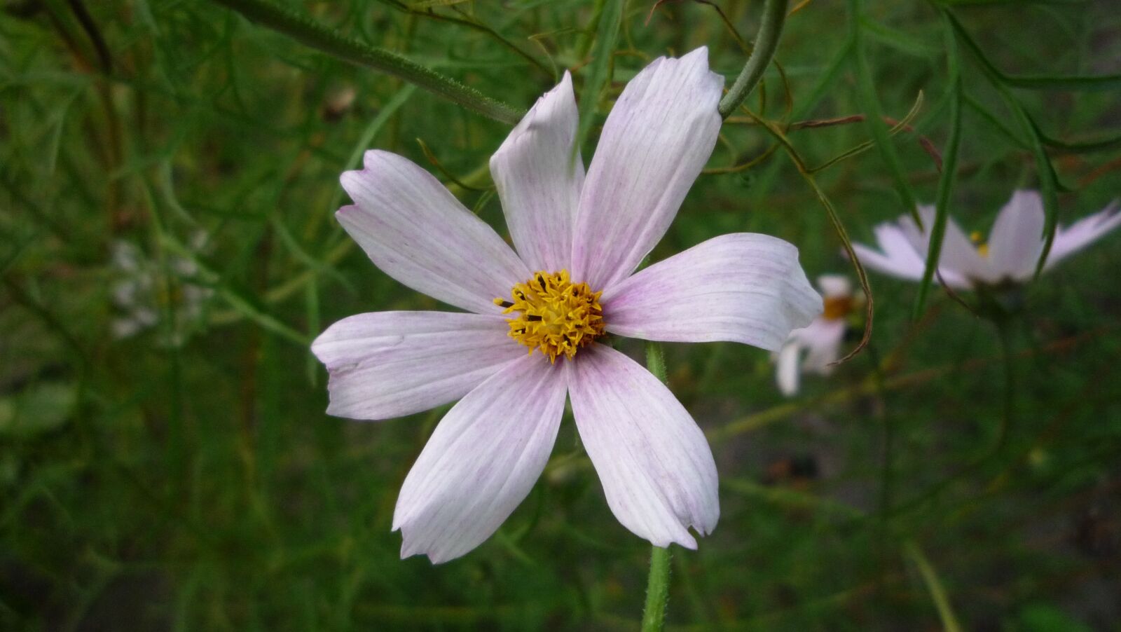 Panasonic DMC-LZ10 sample photo. Flower, nature, beauty photography