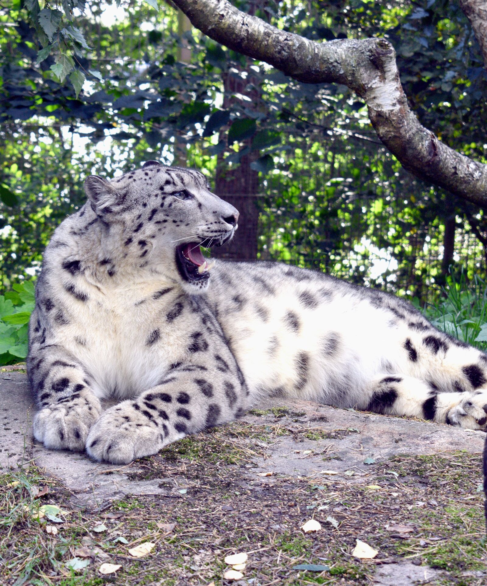 Nikon D3300 sample photo. Korkeasaari zoo, zoo finland photography