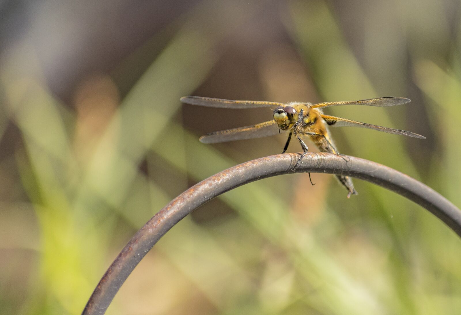 Nikon D500 sample photo. Dragonfly, garden, insect photography