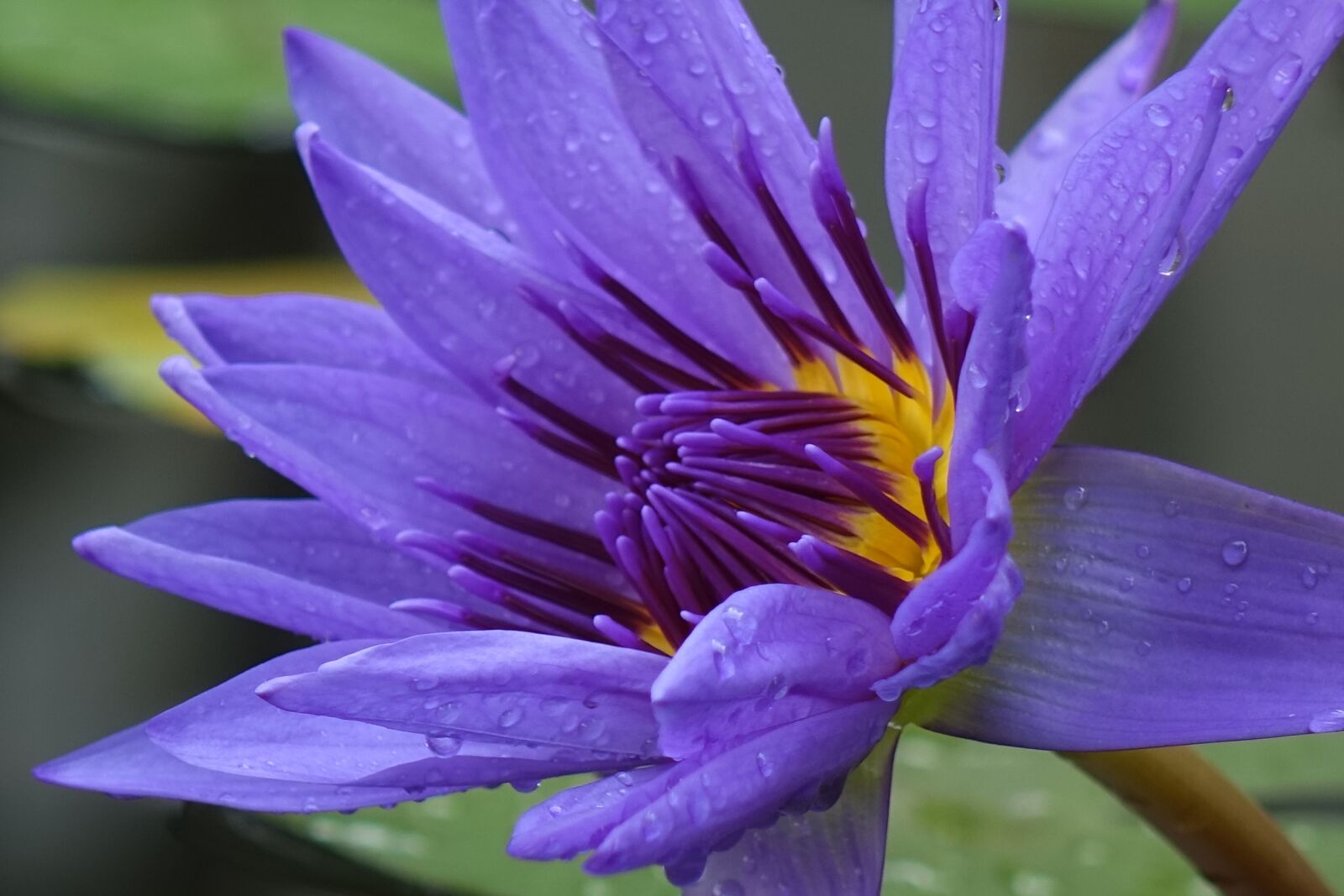 Sony Cyber-shot DSC-RX10 sample photo. Lotus, purple, the meridional photography