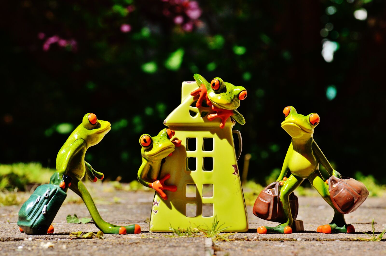 Nikon D3200 sample photo. Frogs, at home, welcome photography