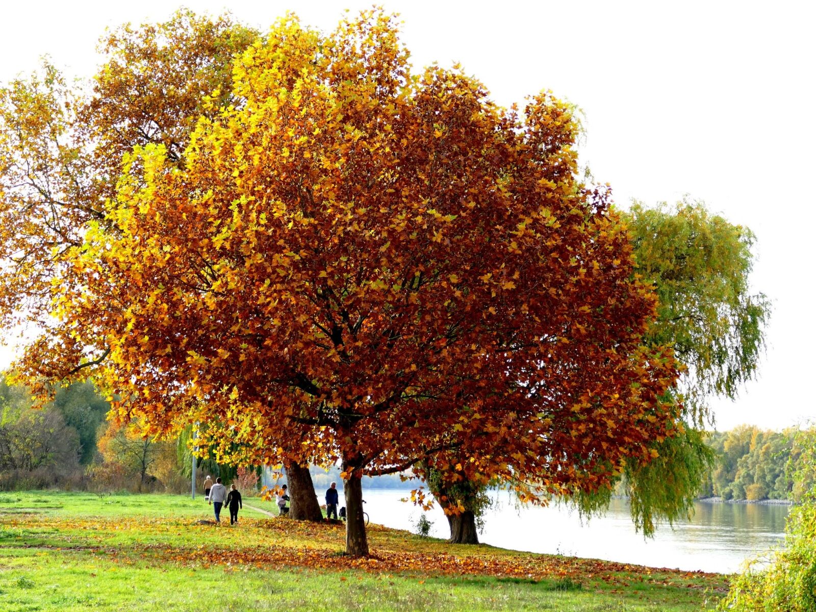 Panasonic Lumix DMC-FZ1000 sample photo. Tree, autumn, river photography
